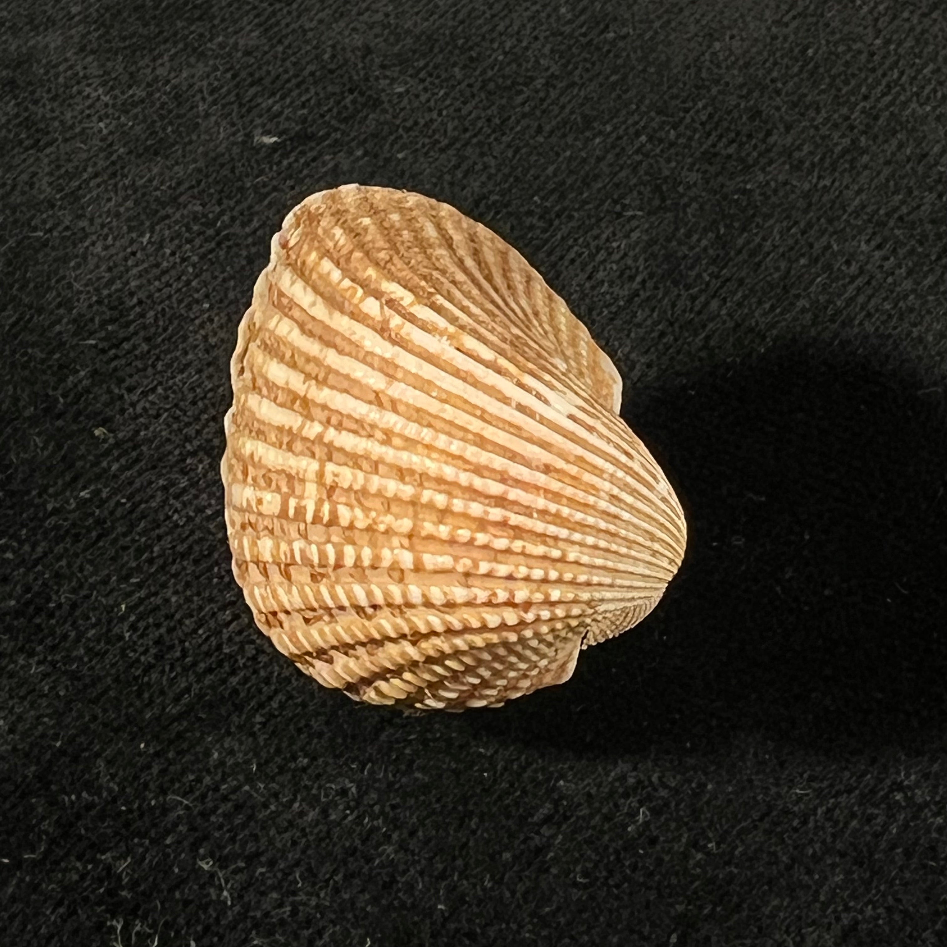 Anadara brasiliana (Lamarck, 1819) - 27,6mm