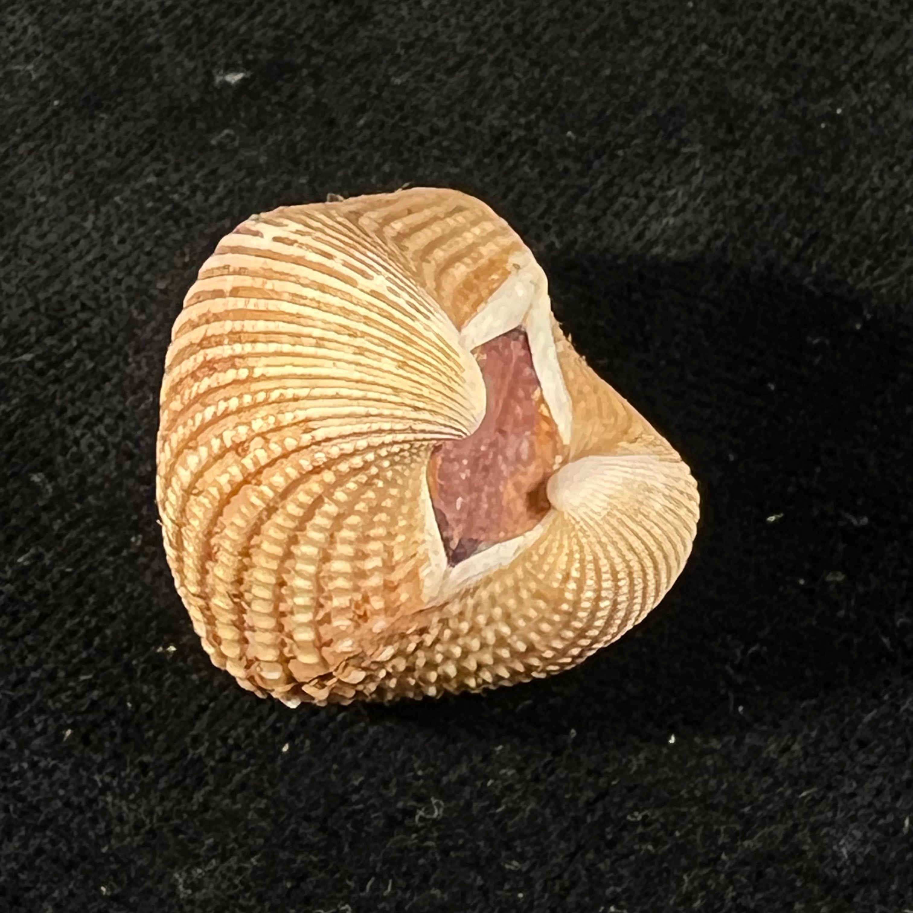 Anadara brasiliana (Lamarck, 1819) - 27,6mm