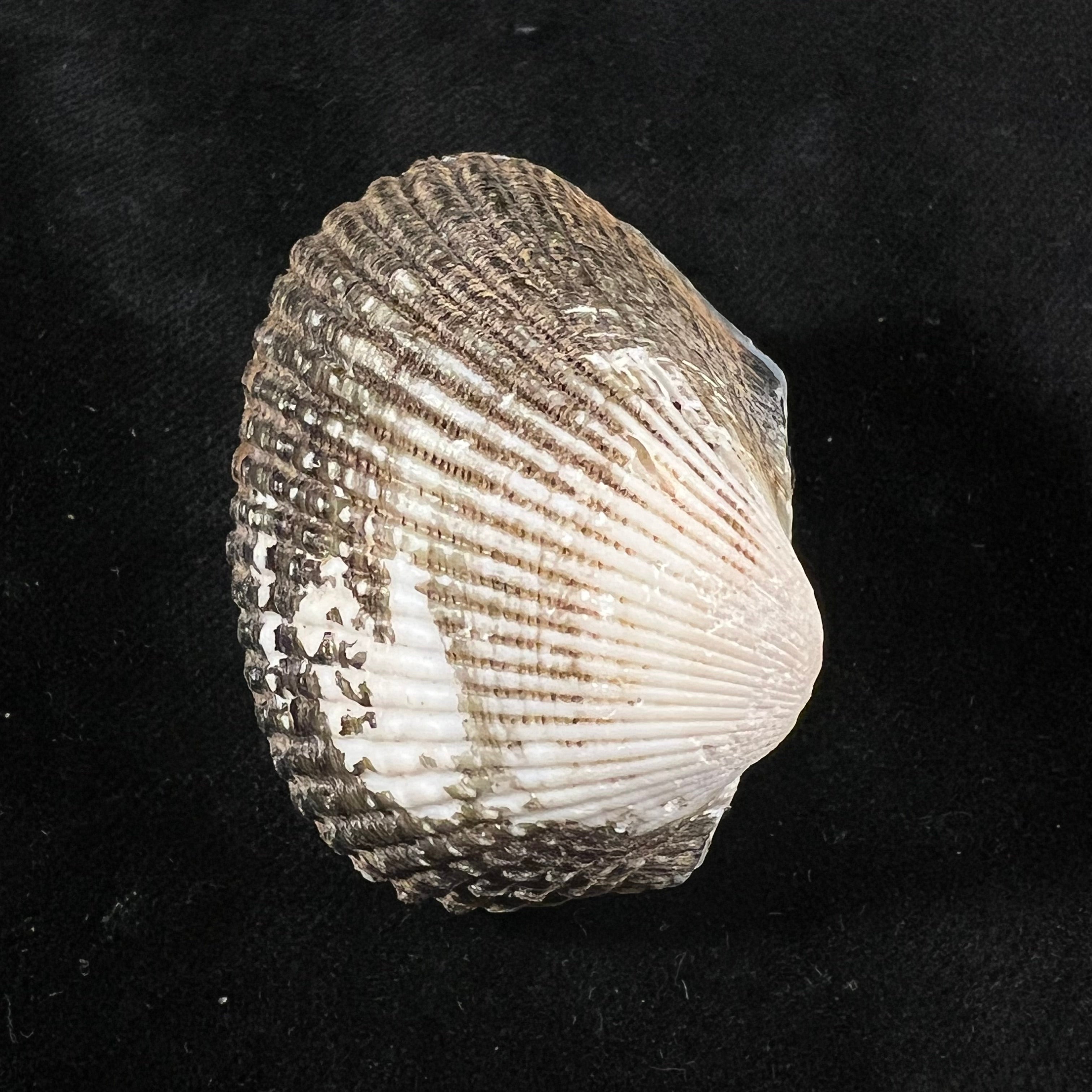 Anadara labiosa (G. B. Sowerby I, 1833) - 45,1mm