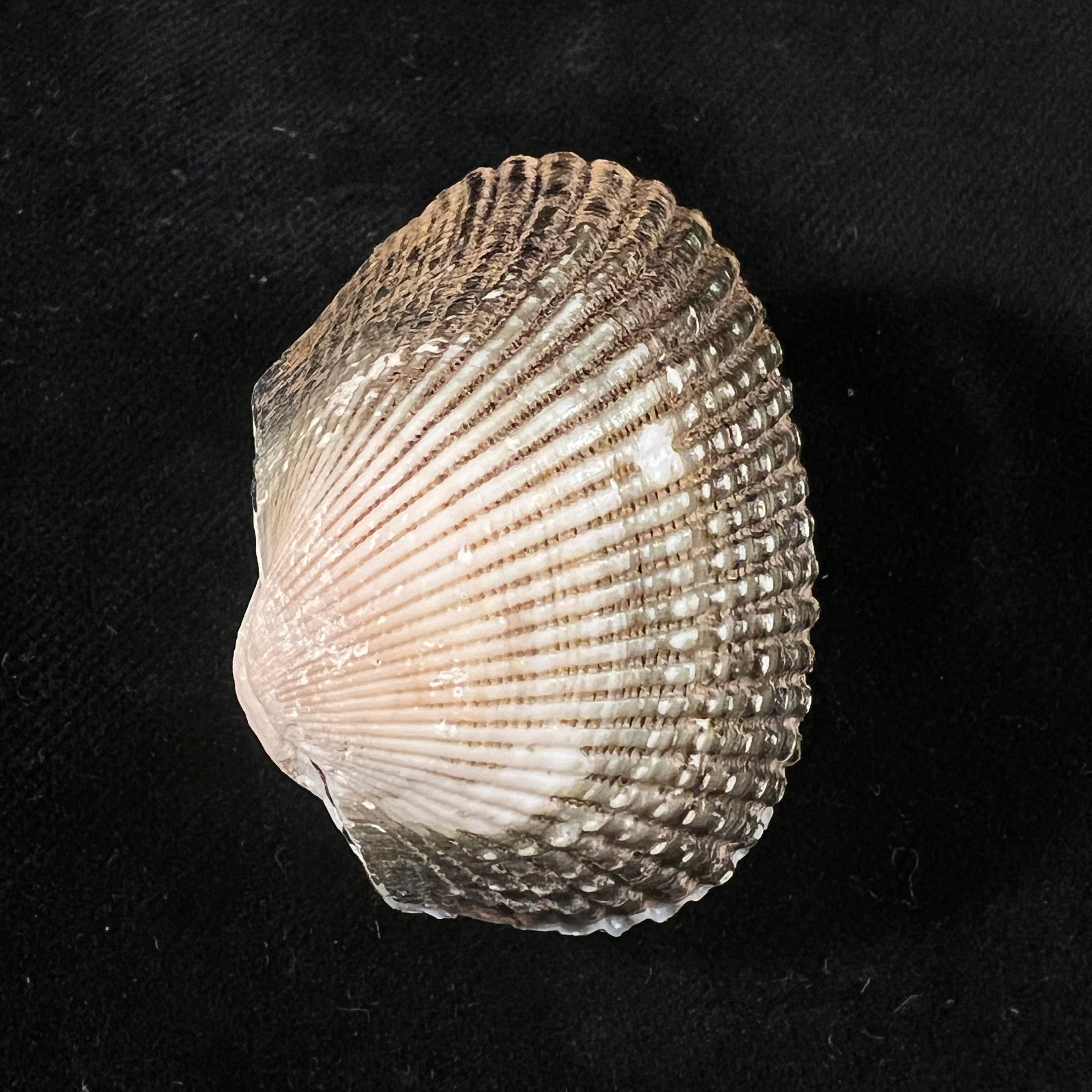 Anadara labiosa (G. B. Sowerby I, 1833) - 45,1mm