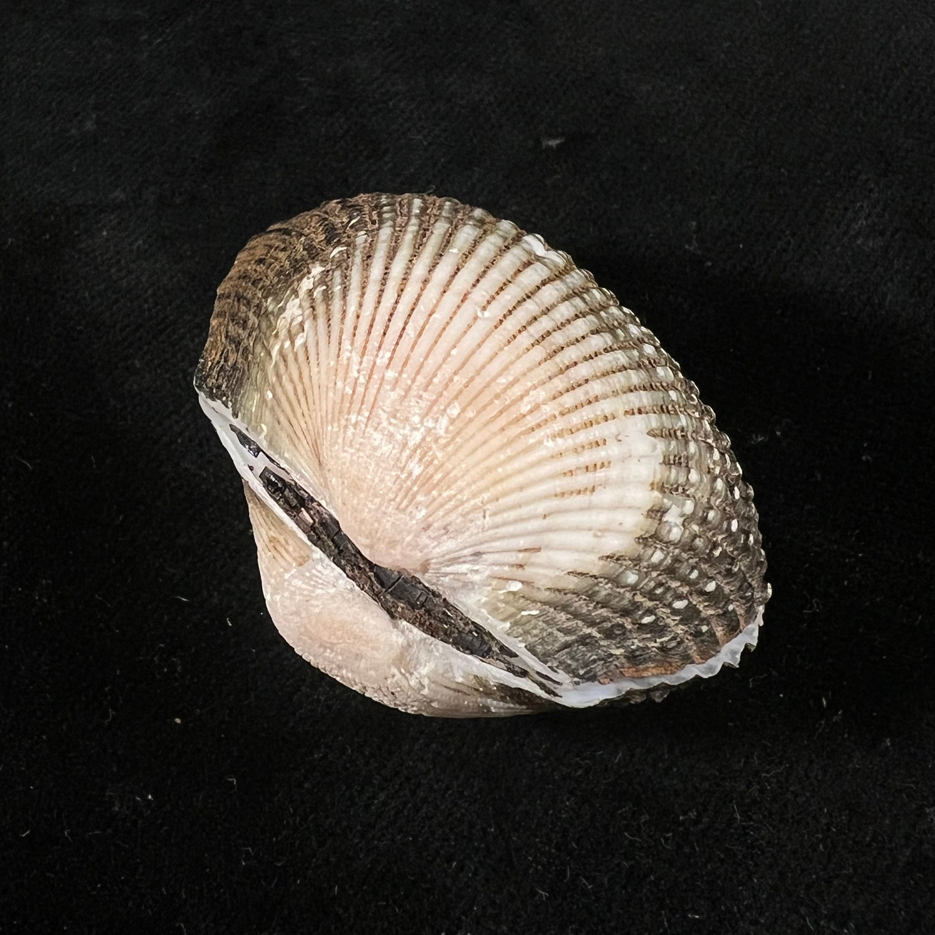 Anadara labiosa (G. B. Sowerby I, 1833) - 45,1mm