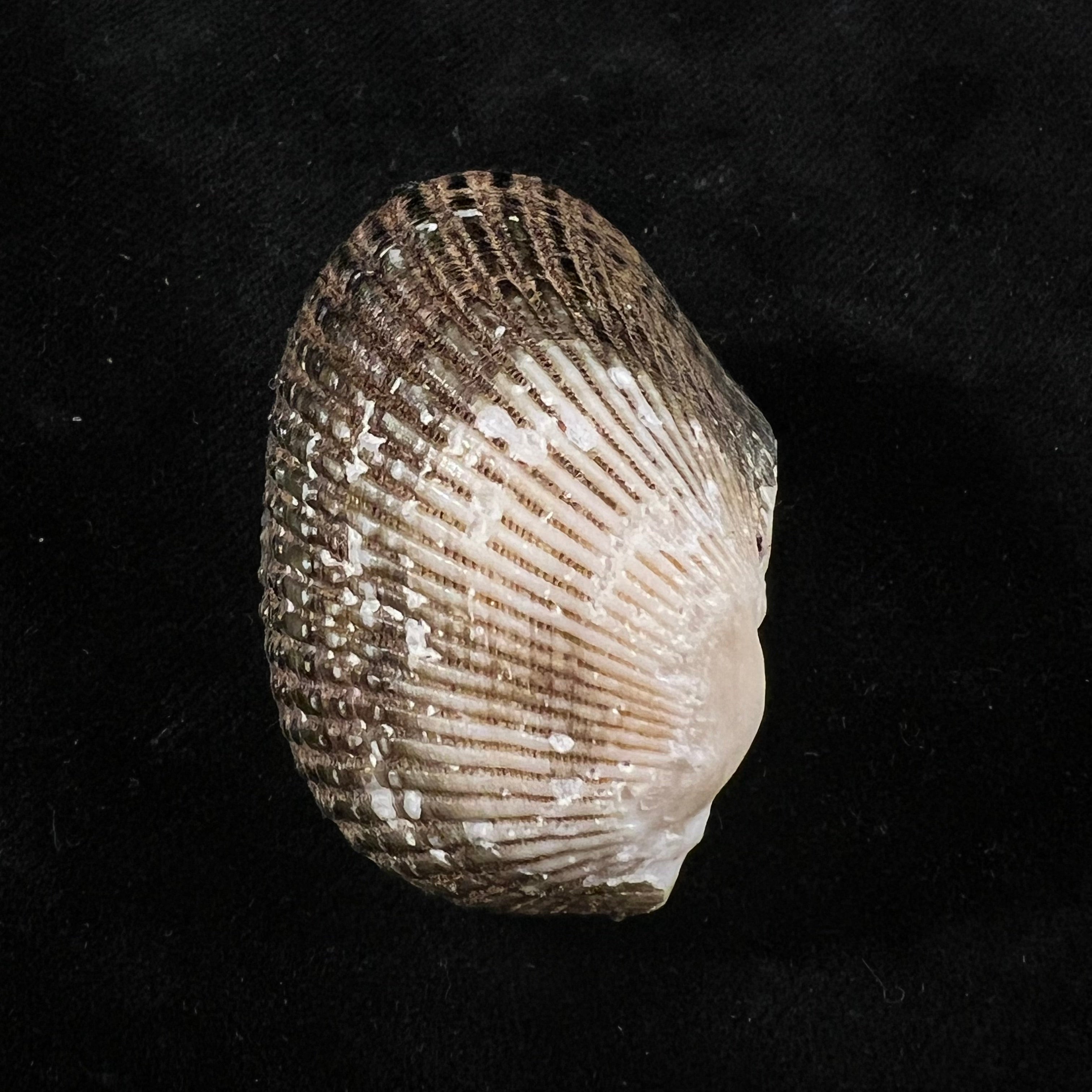 Anadara labiosa (G. B. Sowerby I, 1833) - 41,7mm