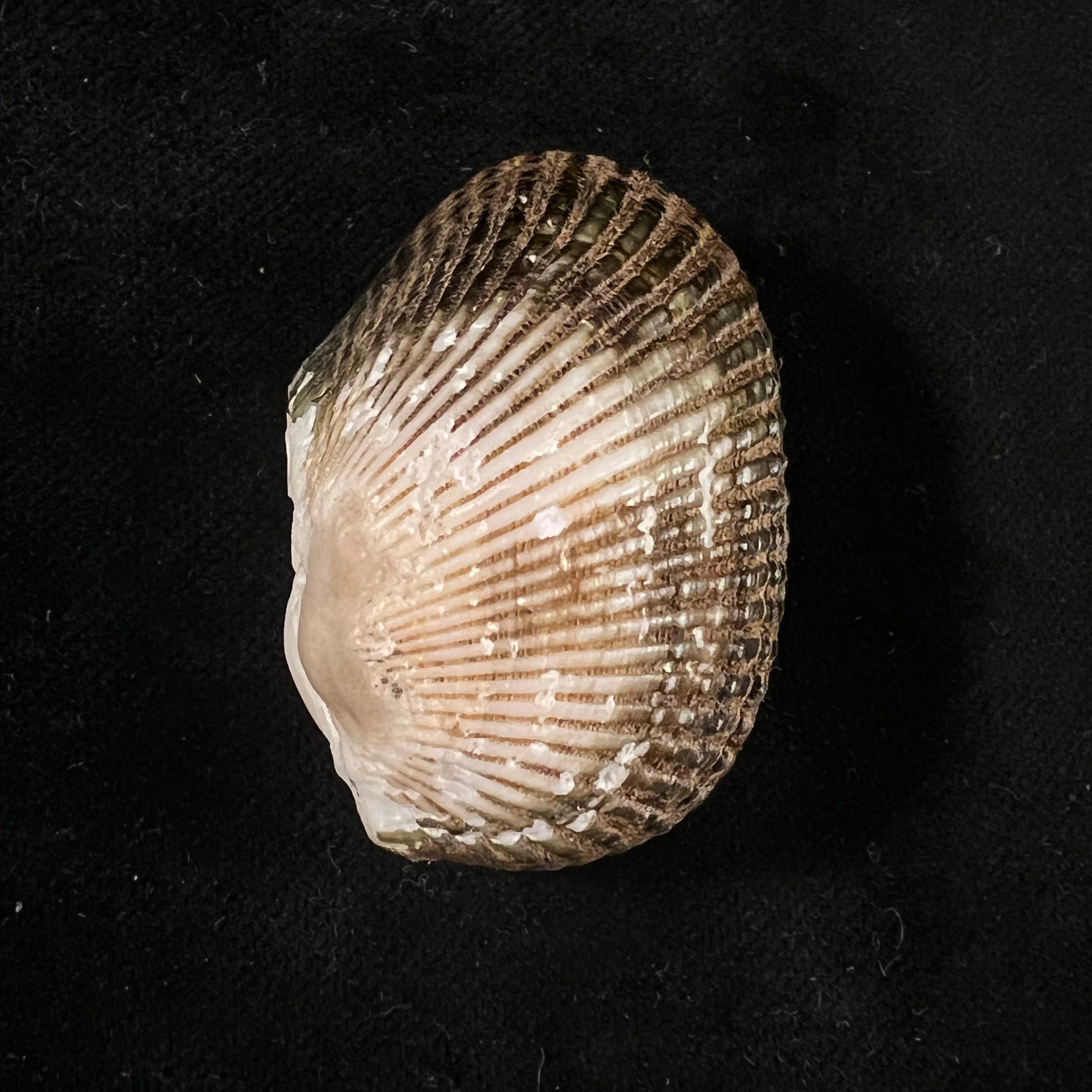 Anadara labiosa (G. B. Sowerby I, 1833) - 41,7mm