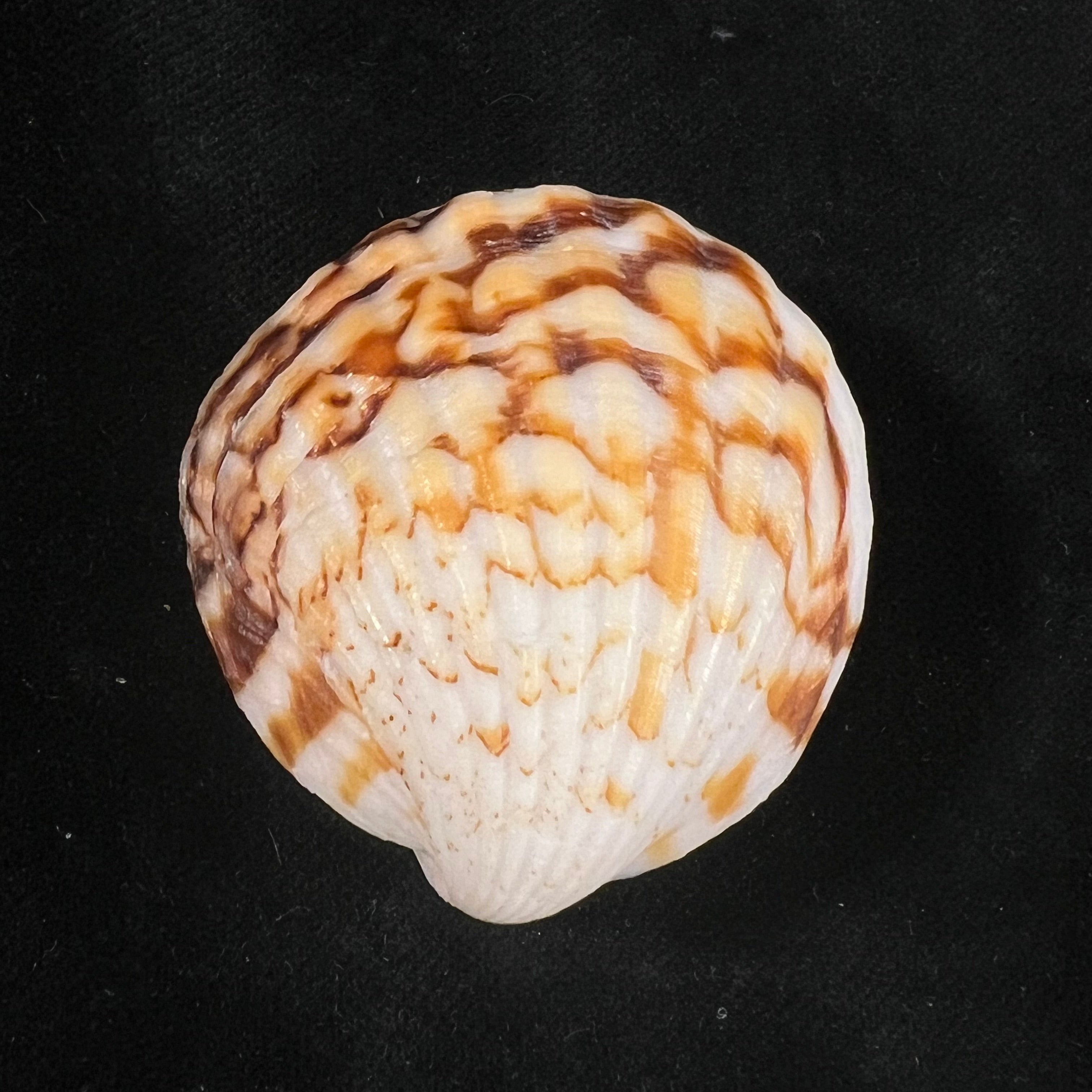 Tucetona auriflua (Reeve, 1843) - 43mm