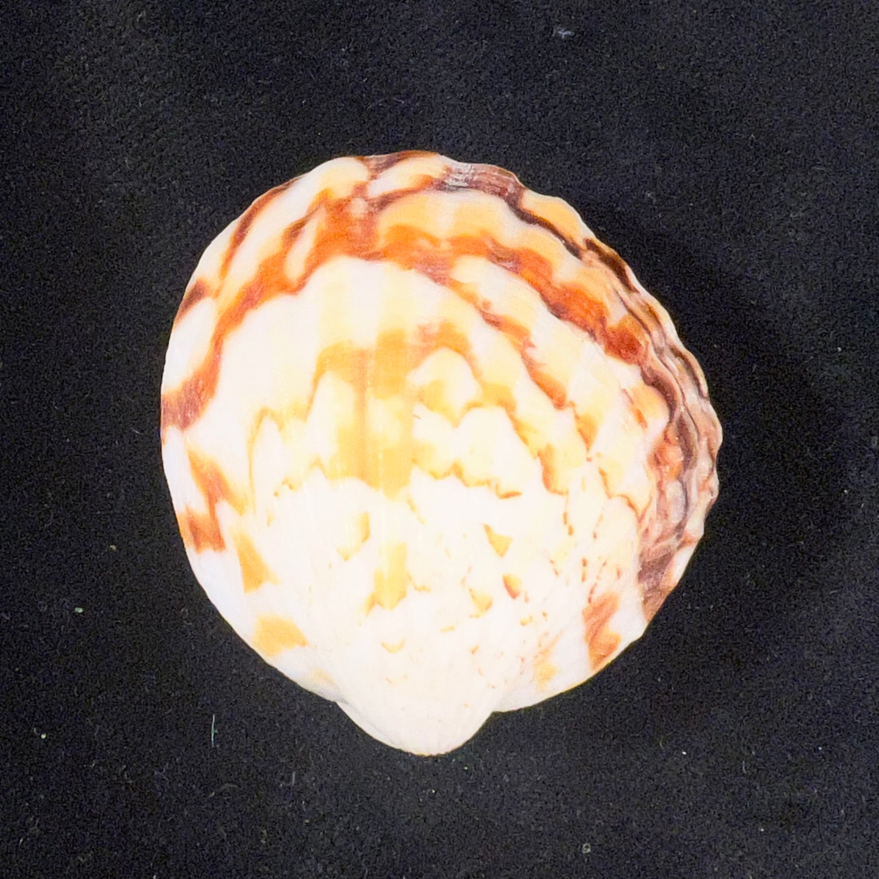 Tucetona auriflua (Reeve, 1843) - 43mm