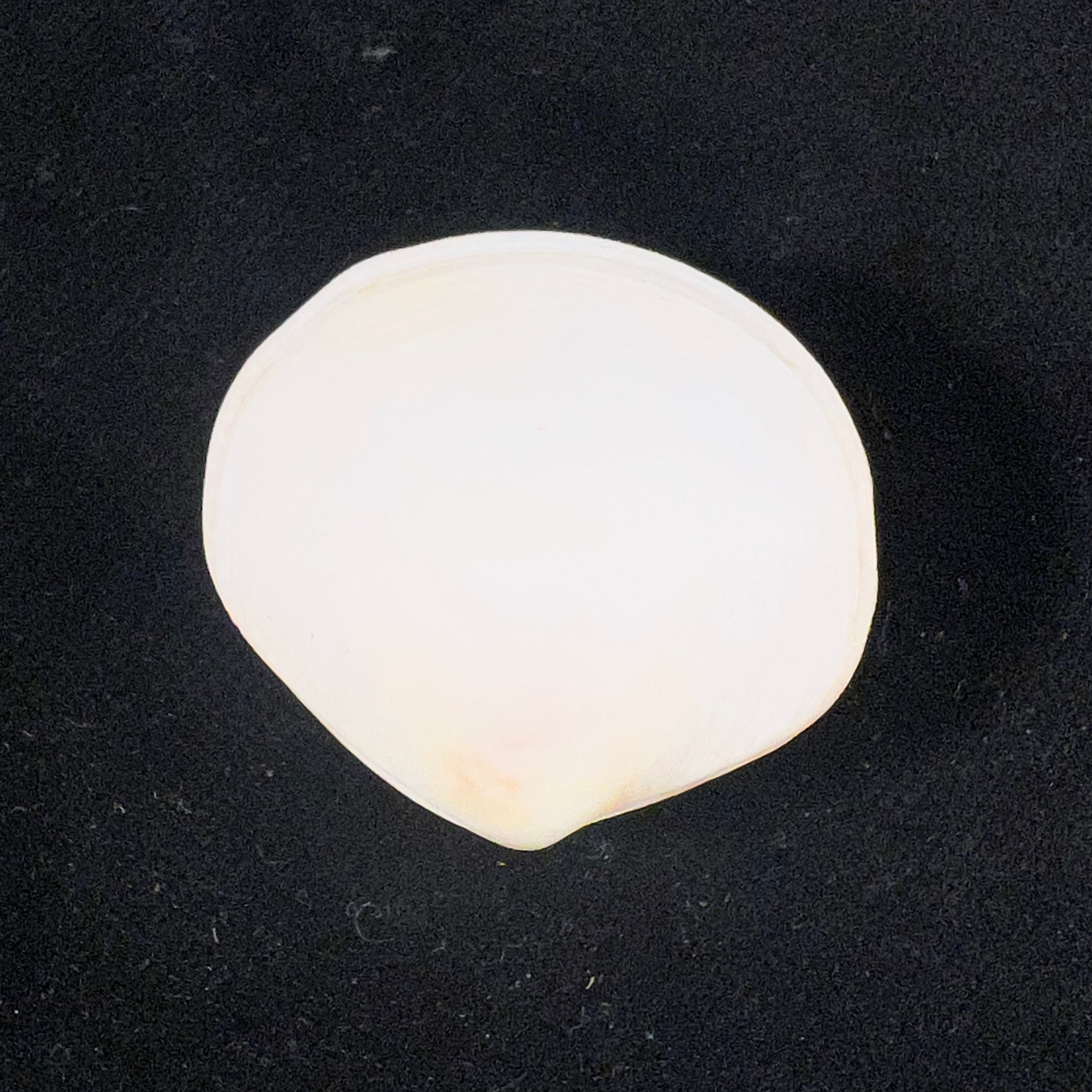 Semele proficua (Pulteney, 1799) - 32,5mm