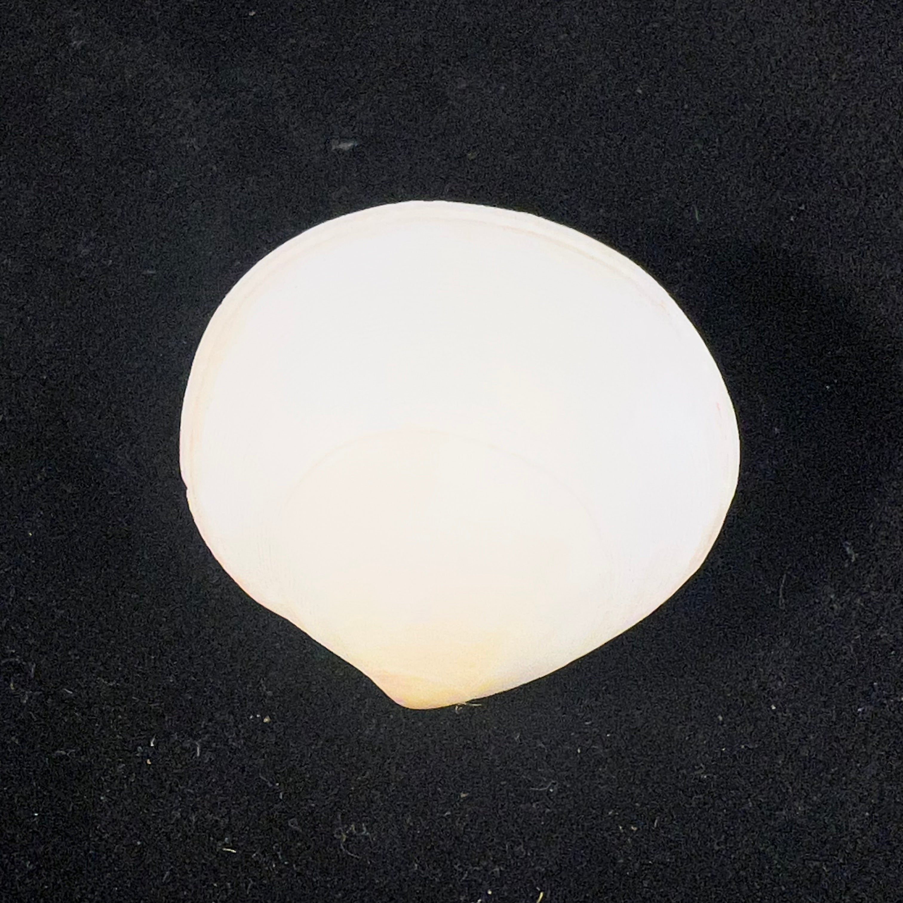 Semele proficua (Pulteney, 1799) - 32,7mm