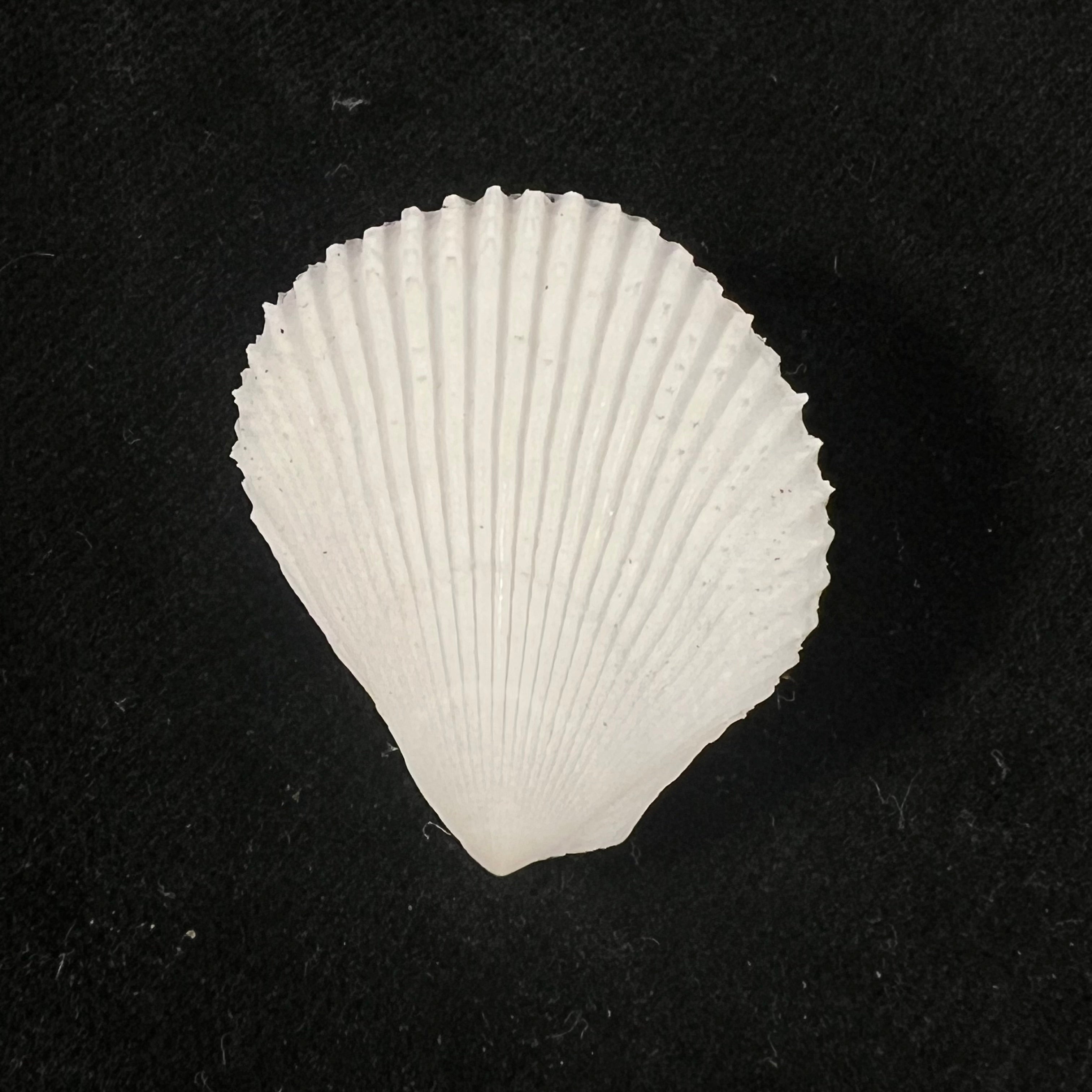 Lima caribaea d'Orbigny, 1853 - 28,8mm