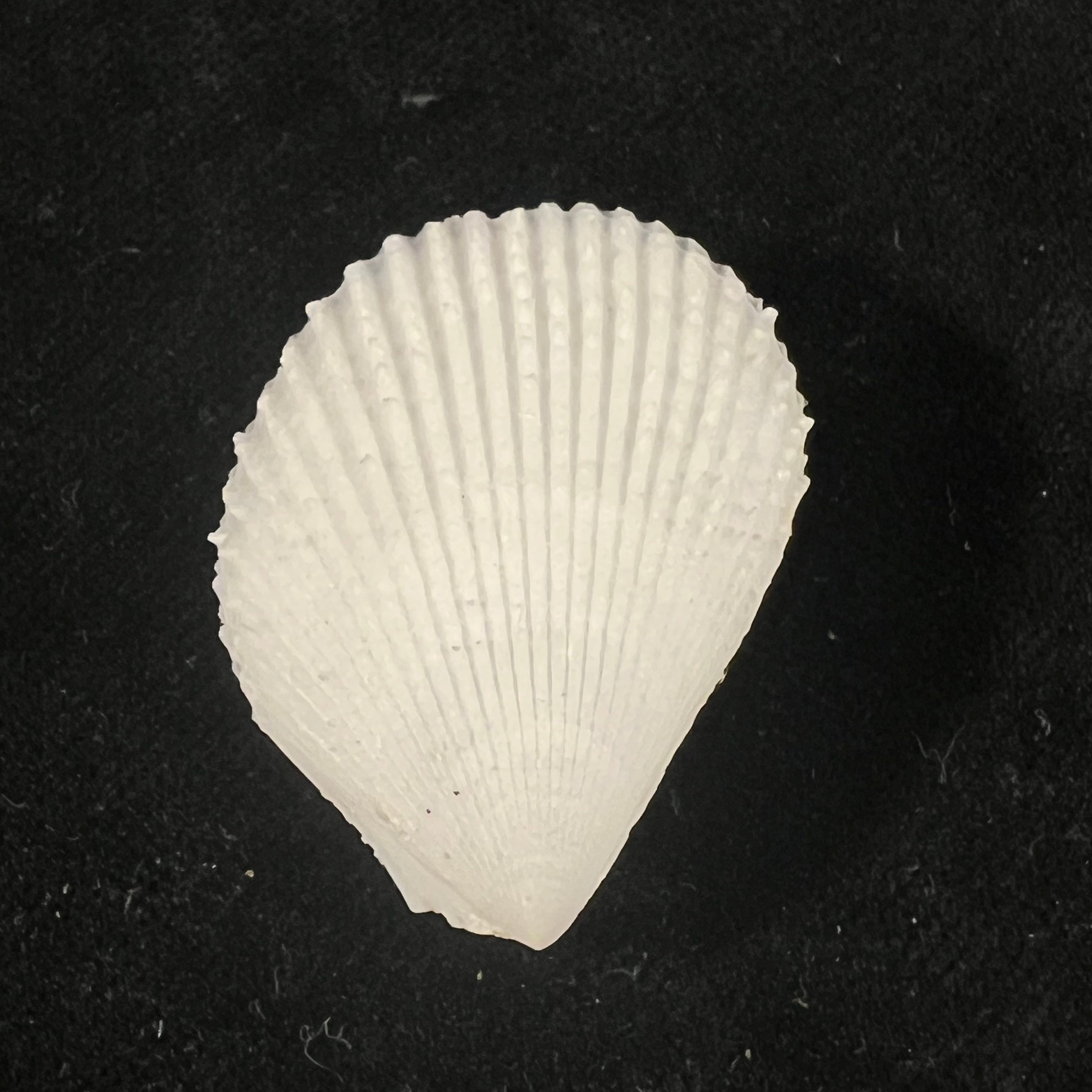 Lima caribaea d'Orbigny, 1853 - 33,4mm