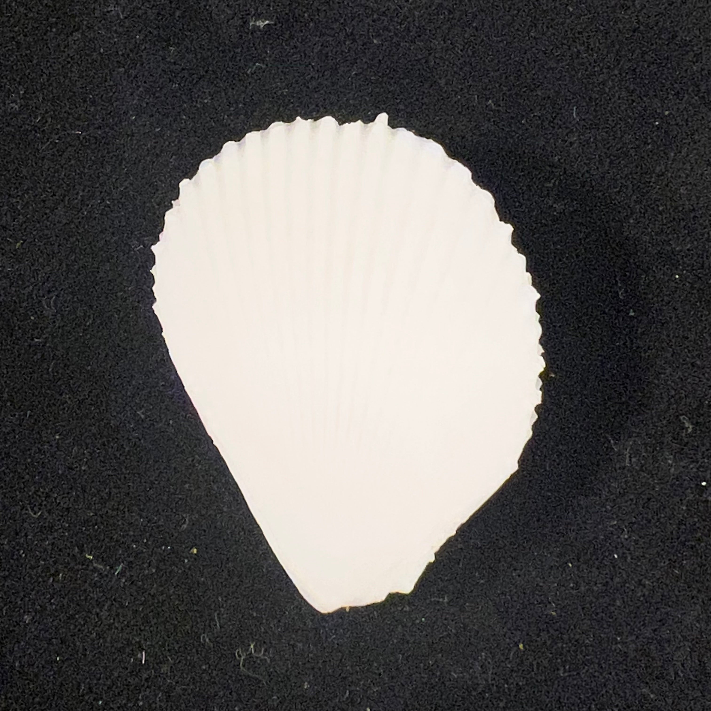 Lima caribaea d'Orbigny, 1853 - 33,4mm