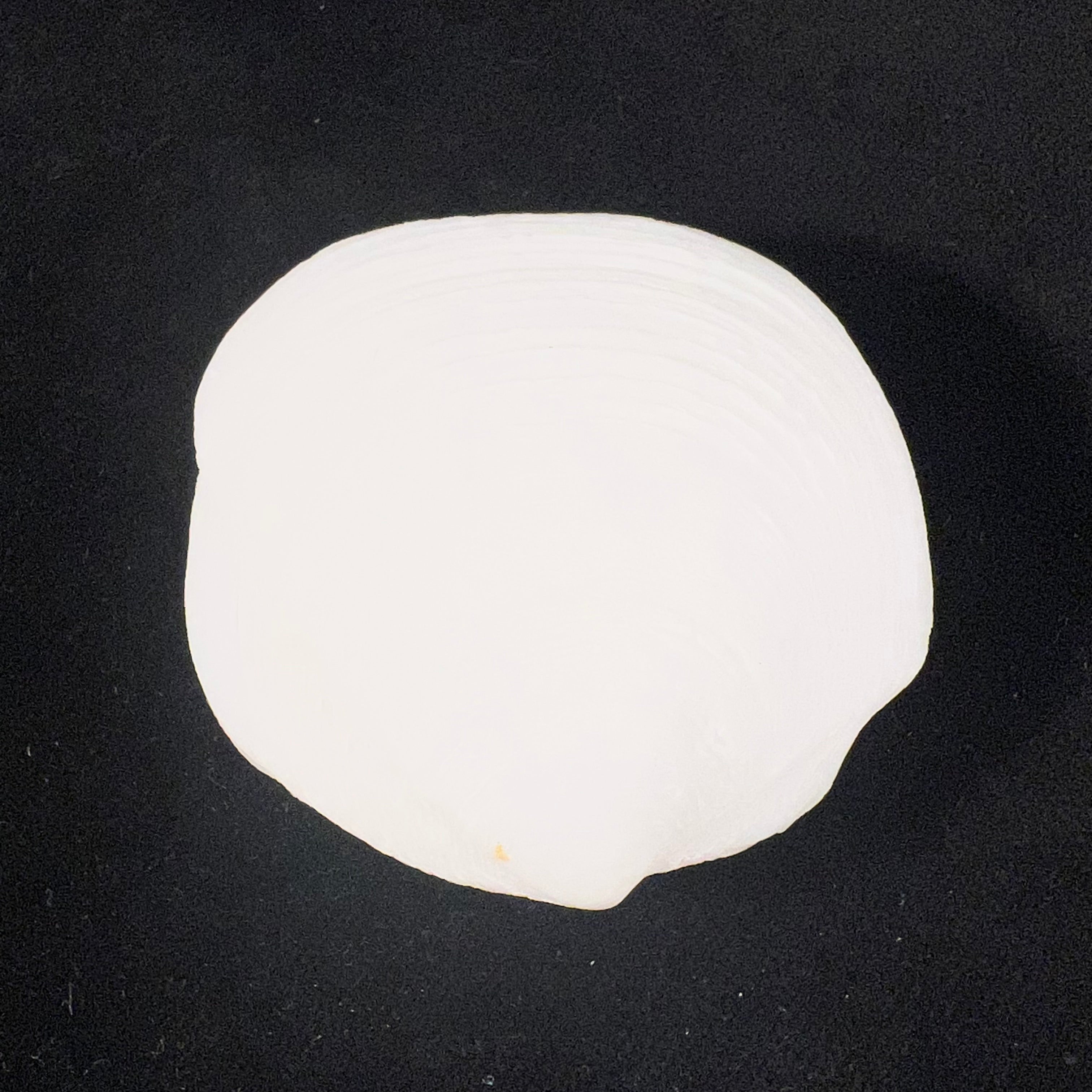 Phacoides pectinatus (Gmelin, 1791) - 54,8mm