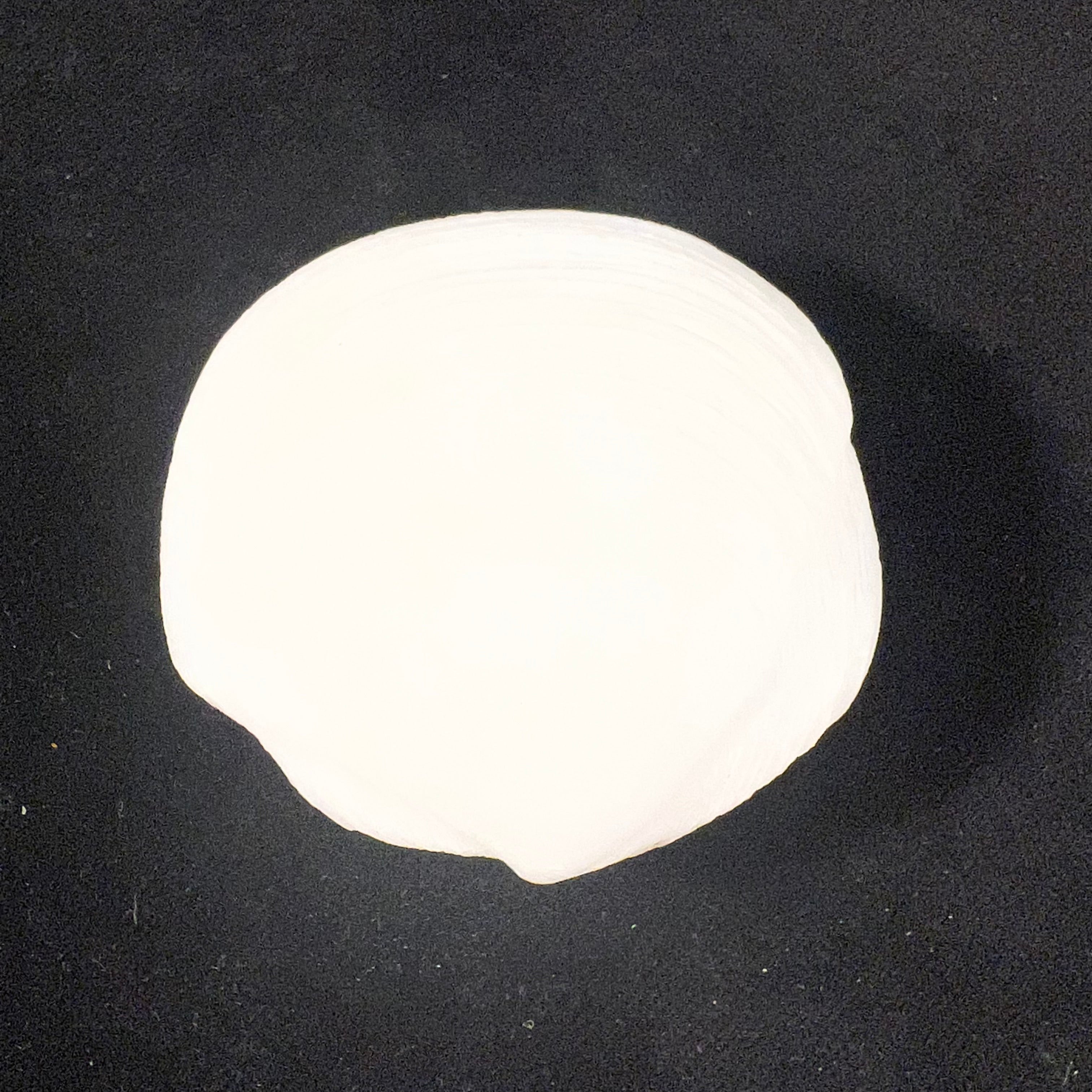 Phacoides pectinatus (Gmelin, 1791) - 54,8mm