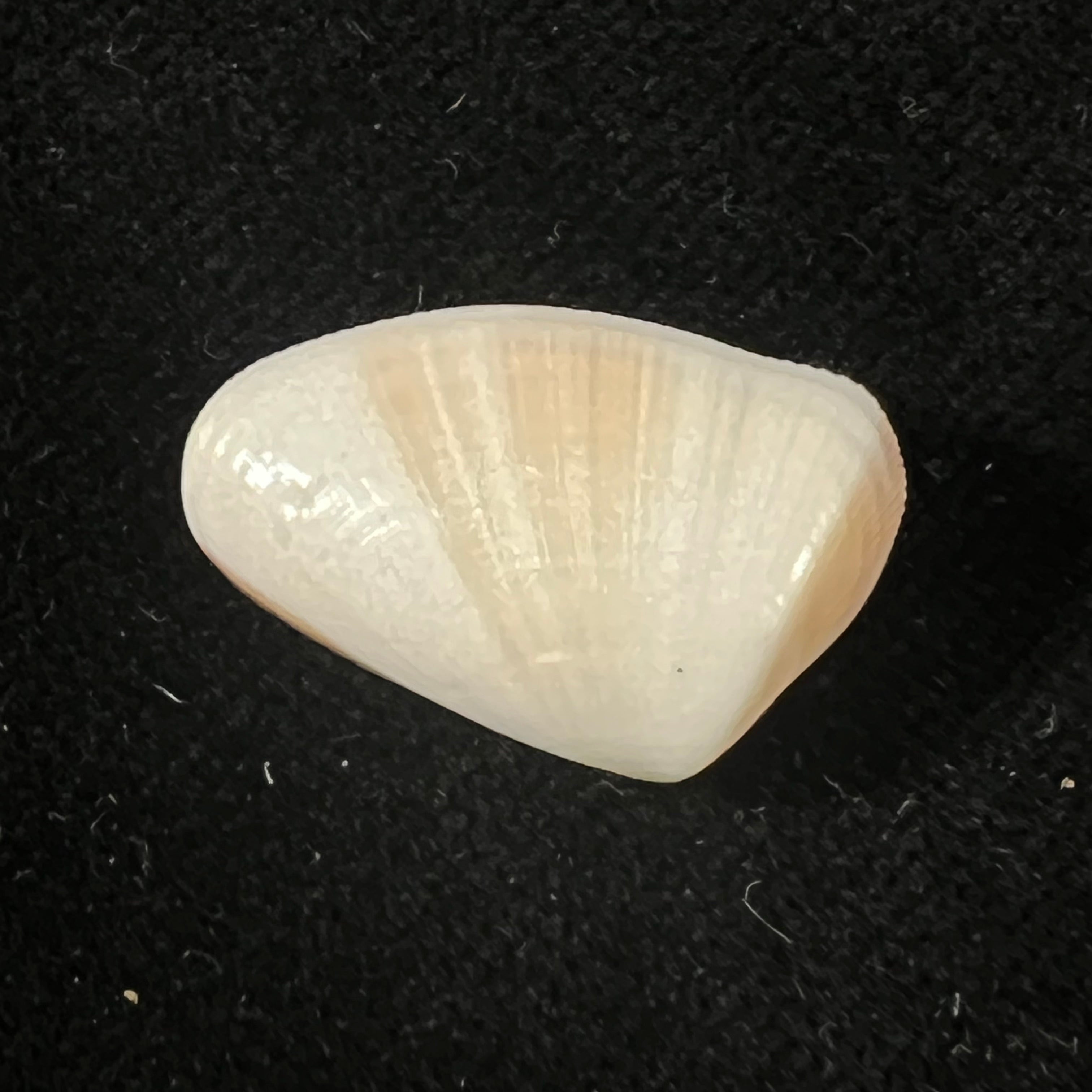 Donax gouldi Dall 1921 - 20,4mm