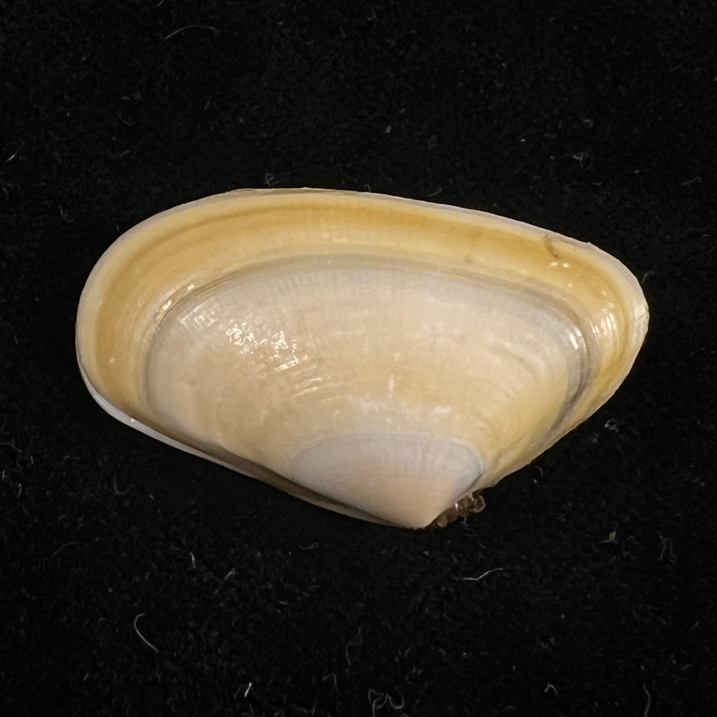 Donax trunculus Linnaeus, 1758 - 29,8mm