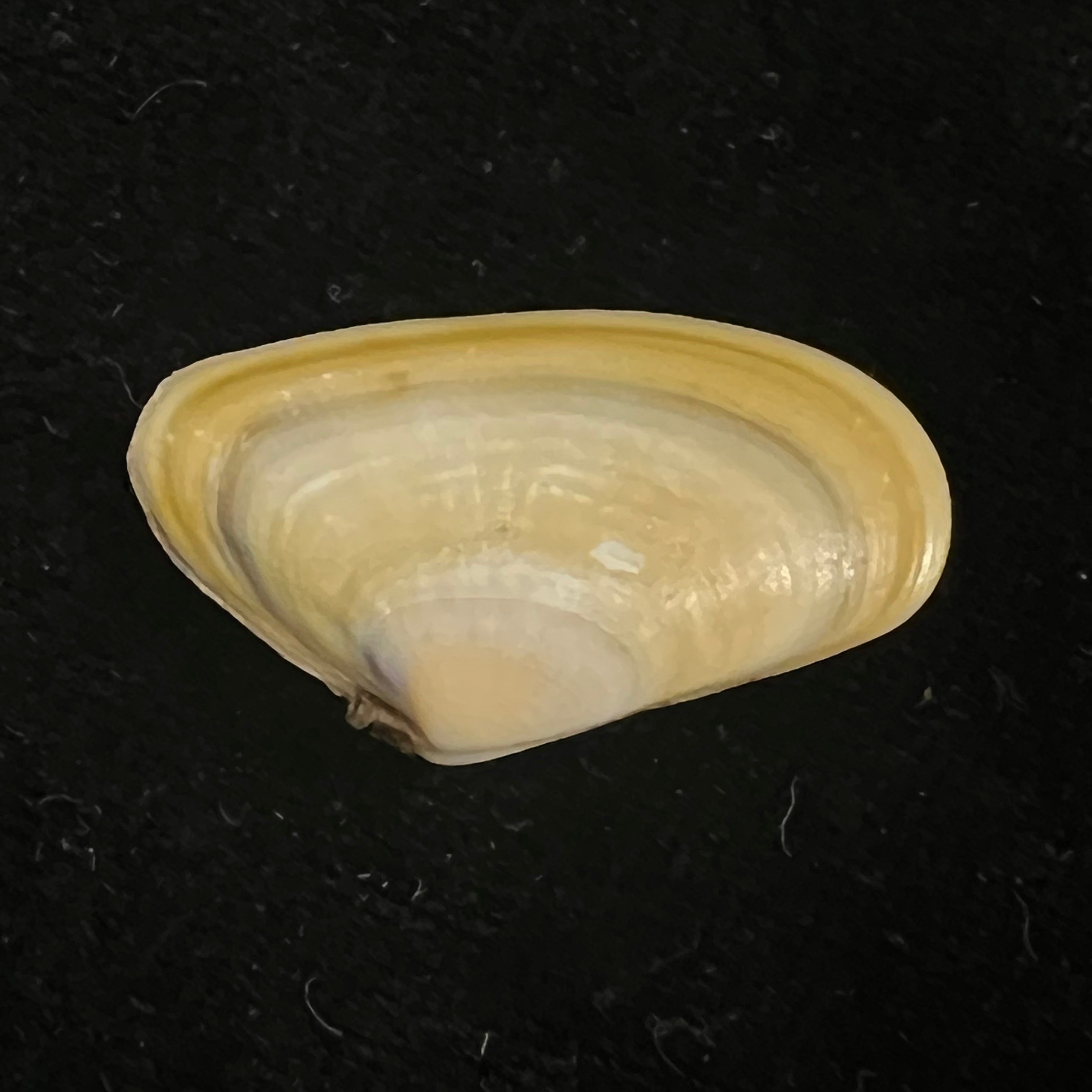 Donax trunculus Linnaeus, 1758 - 29,8mm