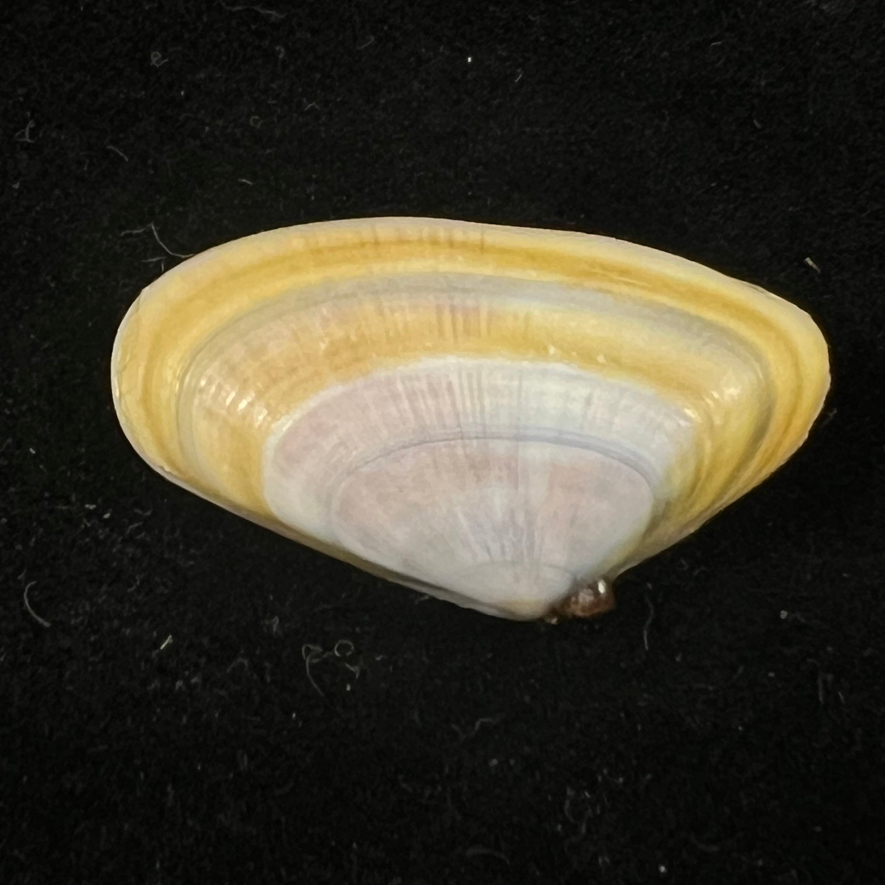 Donax trunculus Linnaeus, 1758 - 30,3mm