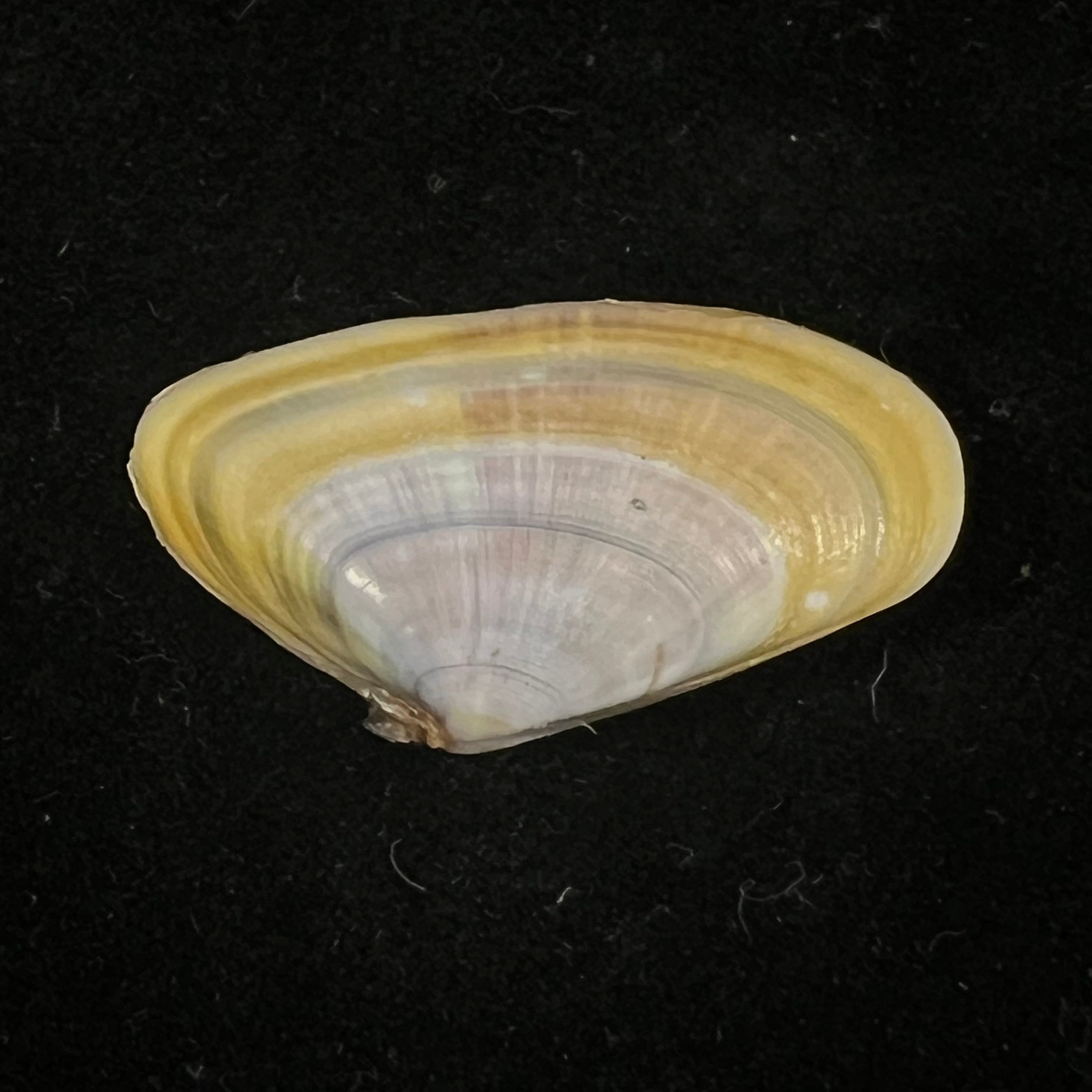 Donax trunculus Linnaeus, 1758 - 30,3mm