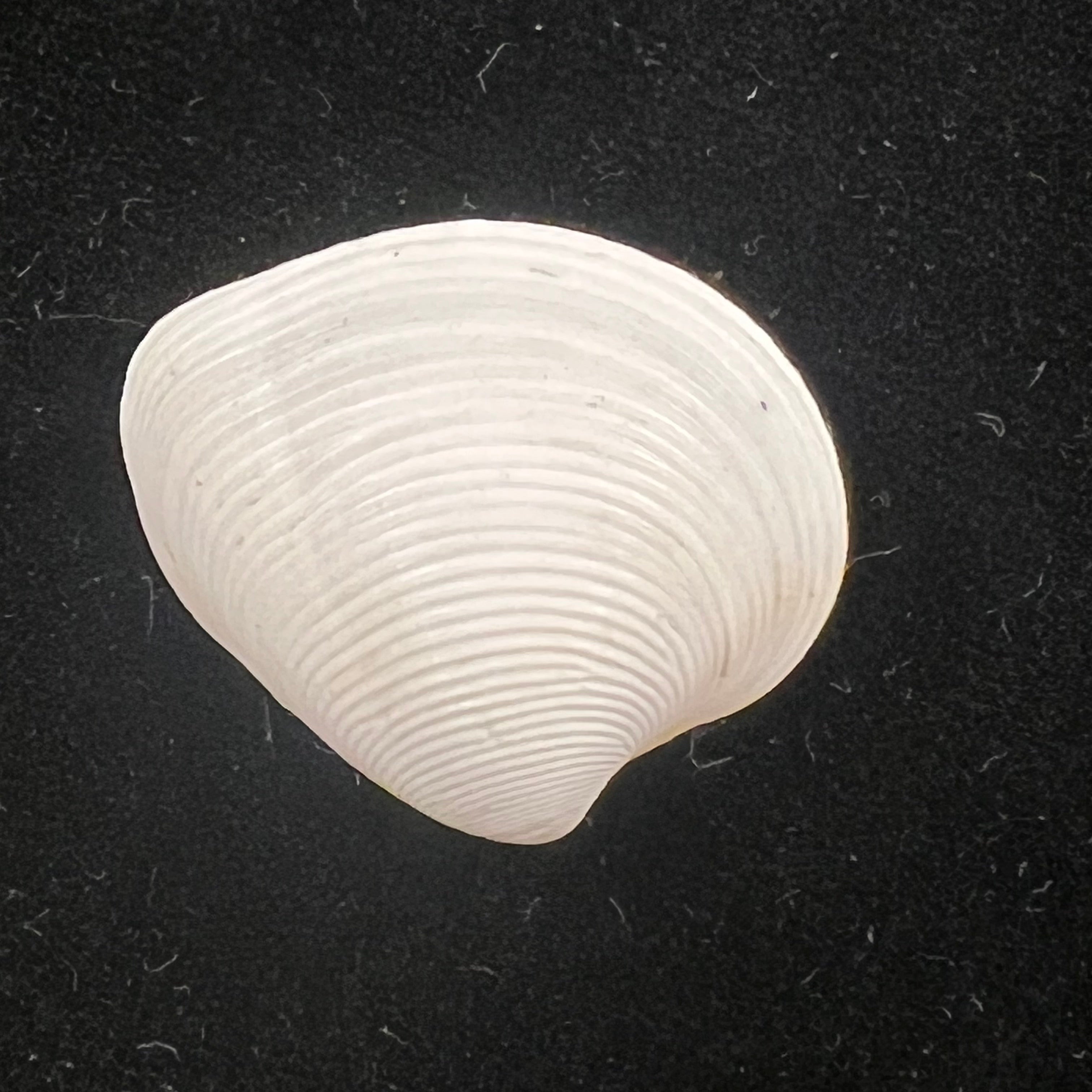 Lamelliconcha concinna (G. B. Sowerby I, 1835) - 23,5mm