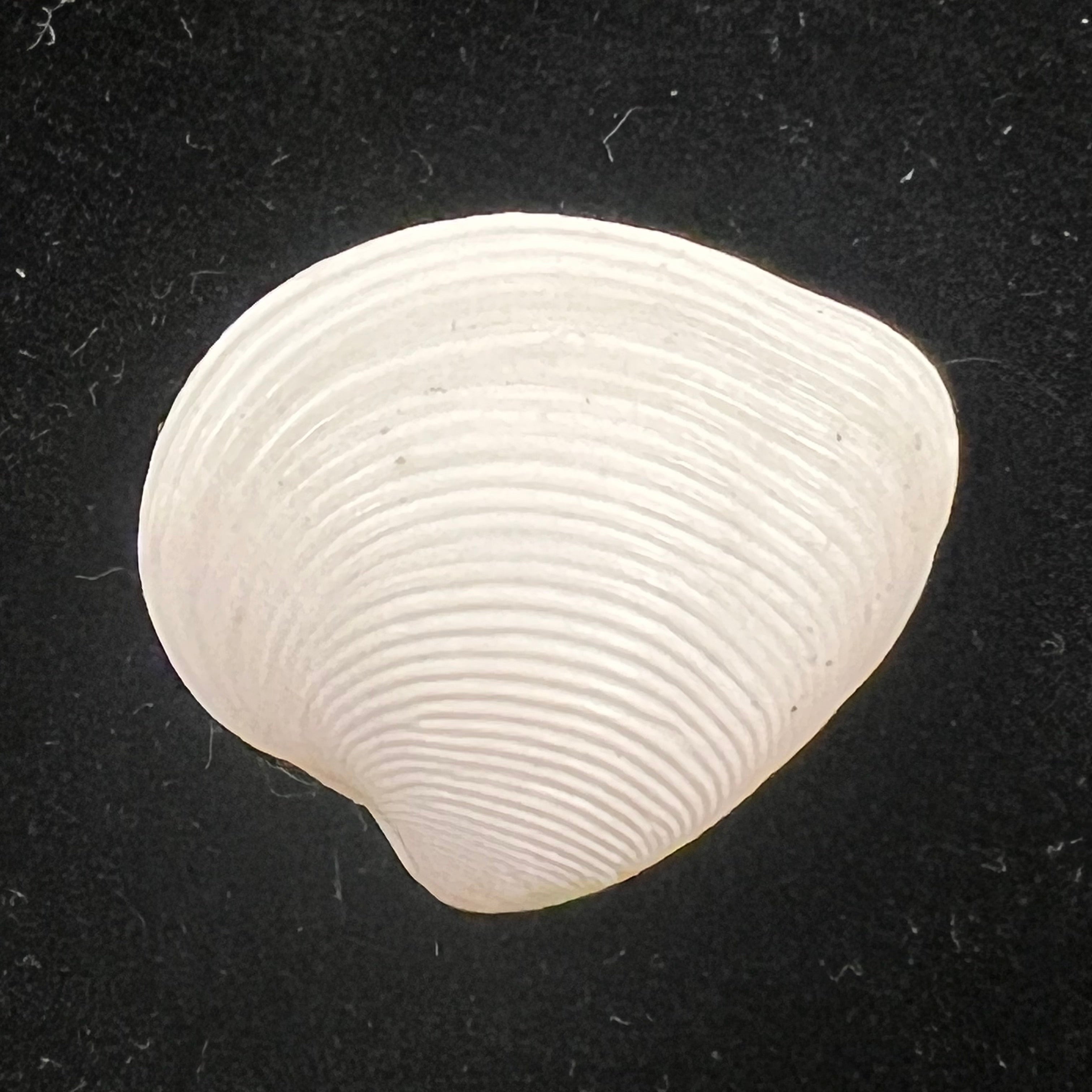 Lamelliconcha concinna (G. B. Sowerby I, 1835) - 23,5mm