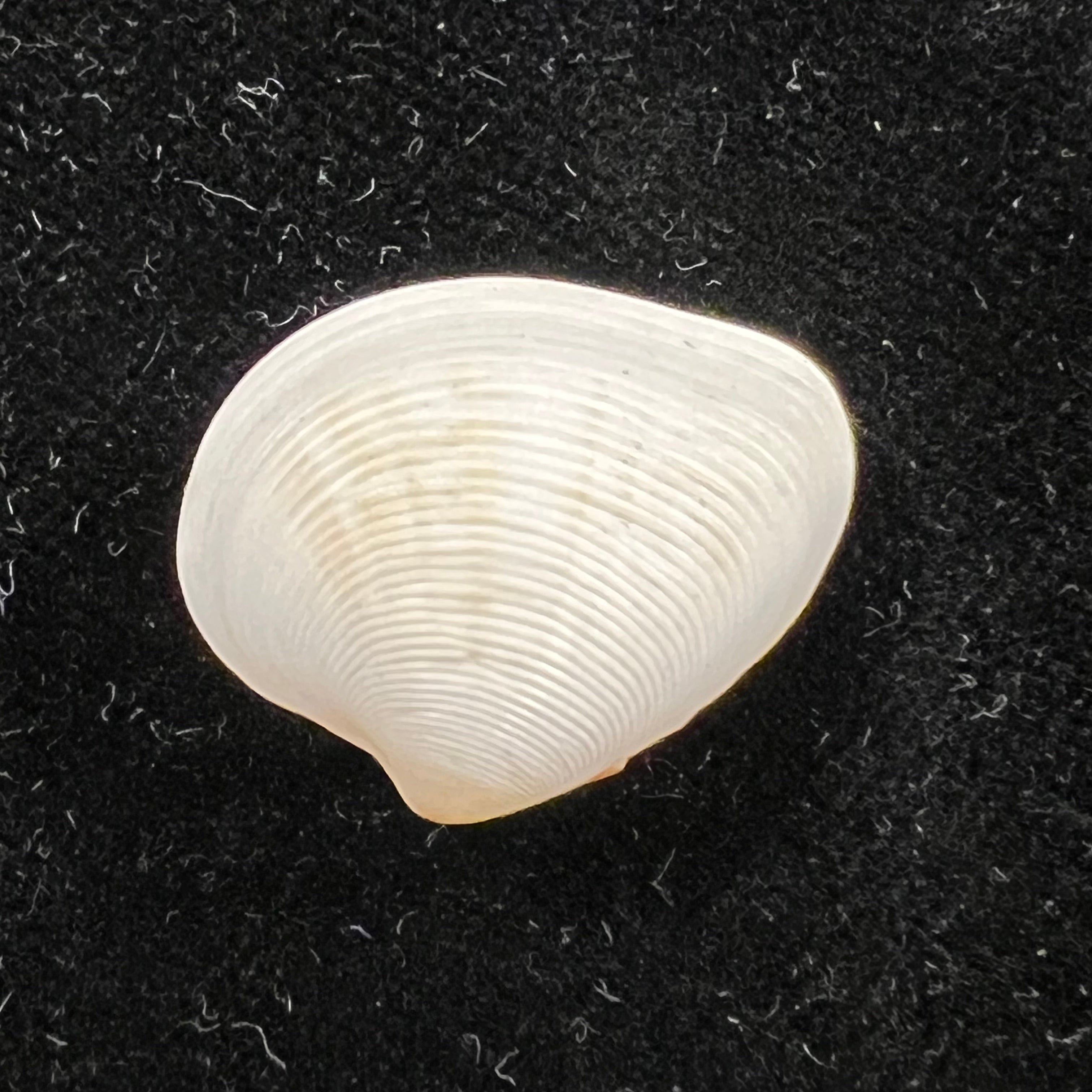 Lamelliconcha concinna (G. B. Sowerby I, 1835) - 22,6mm