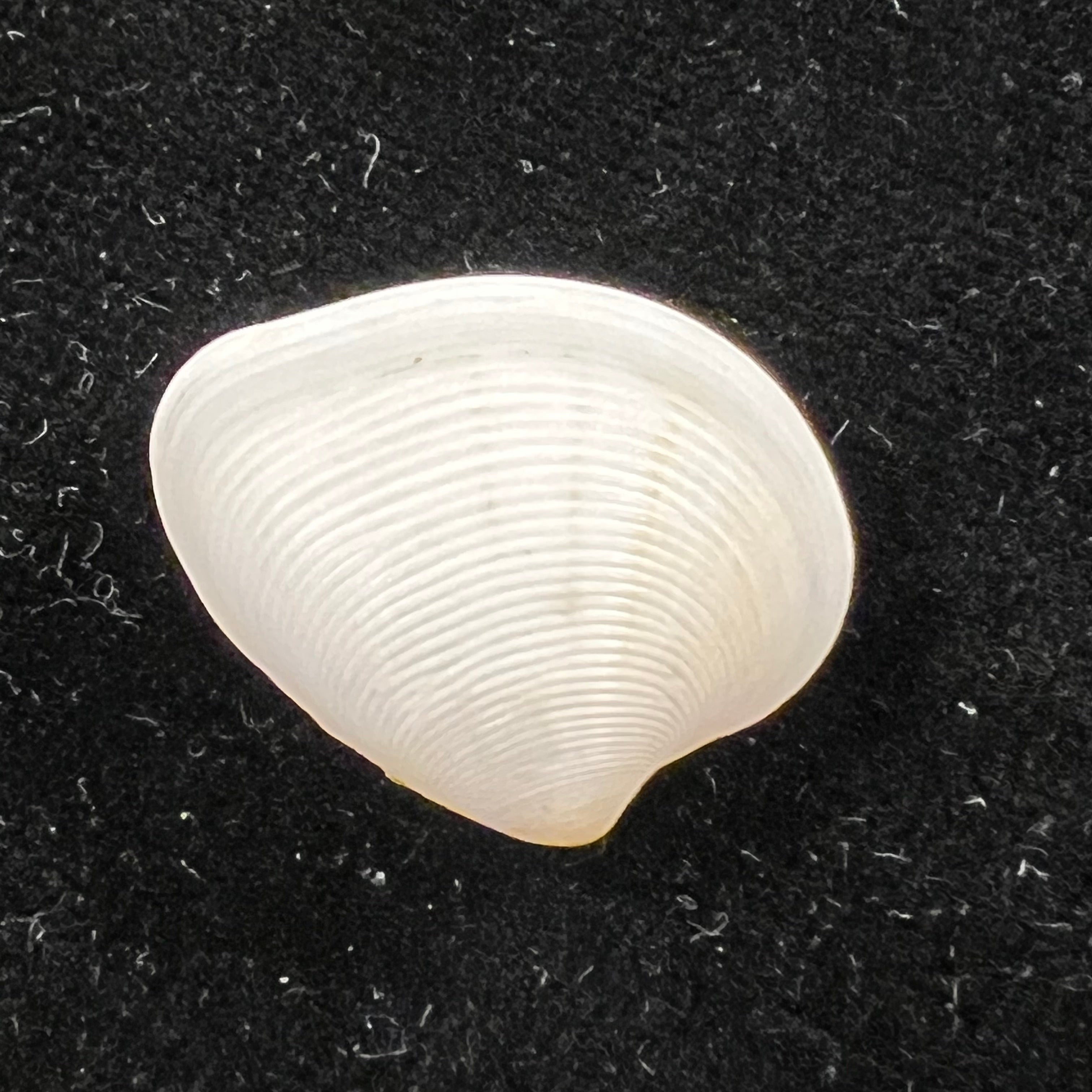 Lamelliconcha concinna (G. B. Sowerby I, 1835) - 22,6mm