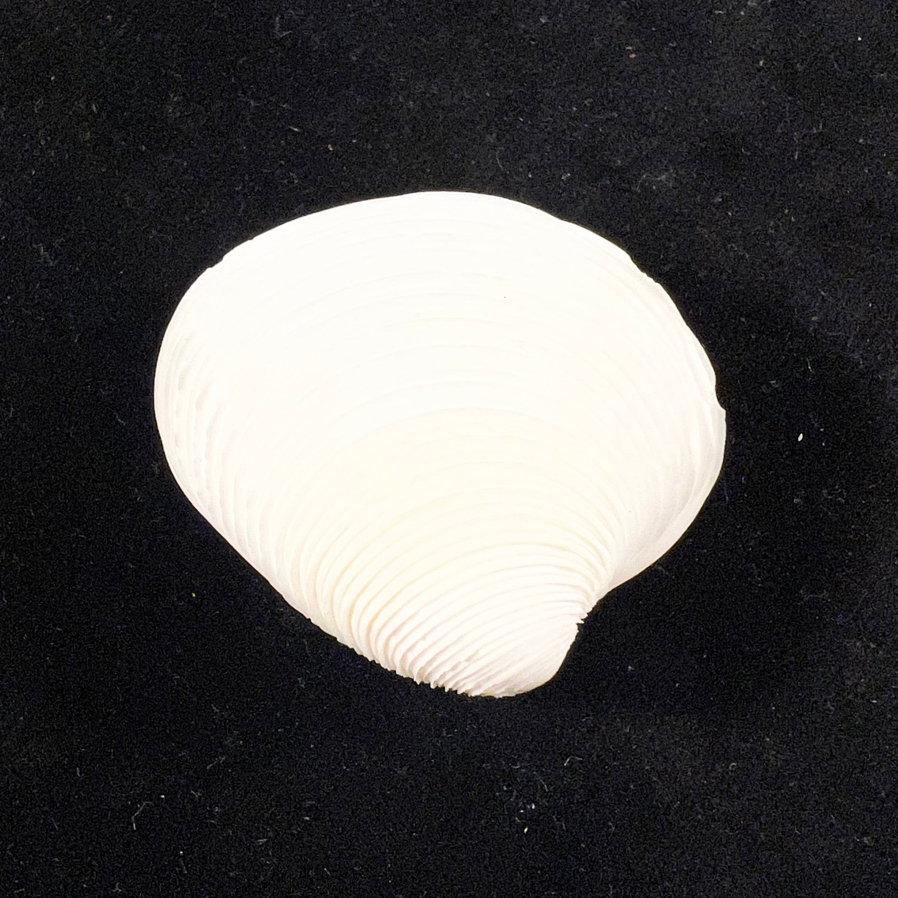 Lamelliconcha circinata (Born, 1778) - 40,1mm