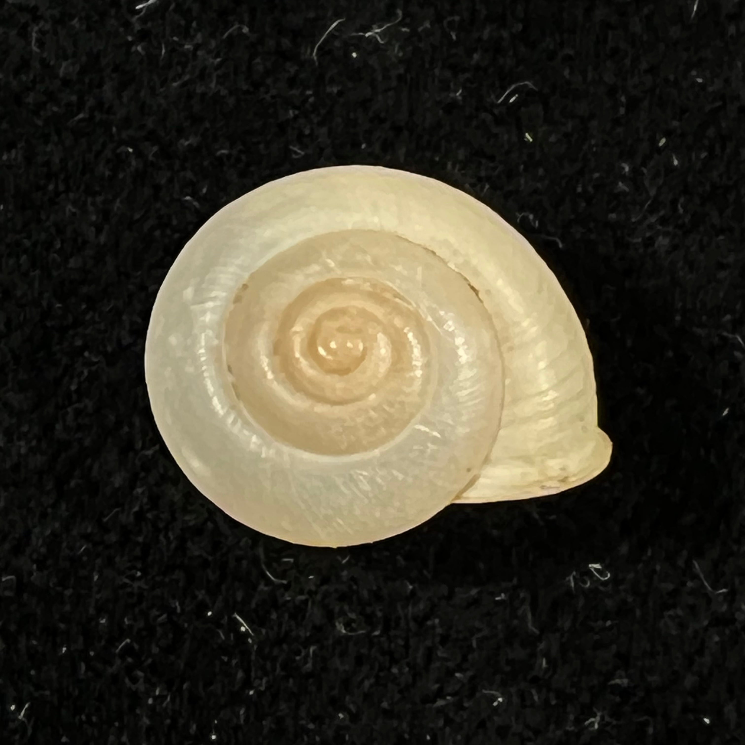 Bradybaena similaris (A. Férussac, 1822) - 15,2mm
