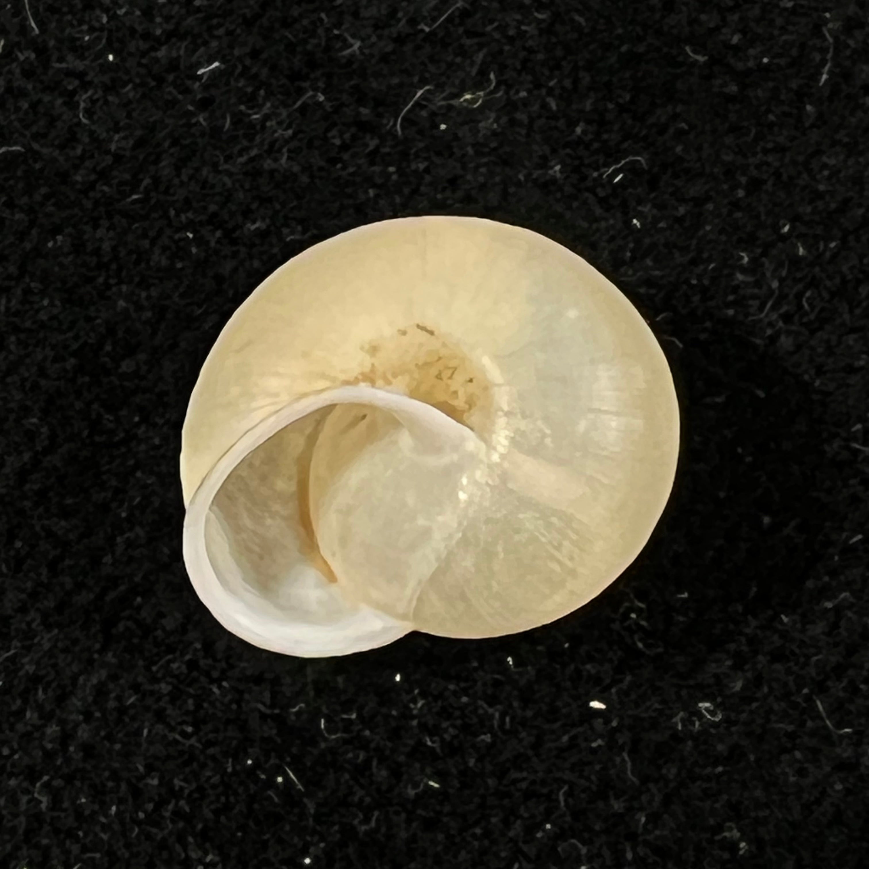 Bradybaena similaris (A. Férussac, 1822) - 15,2mm