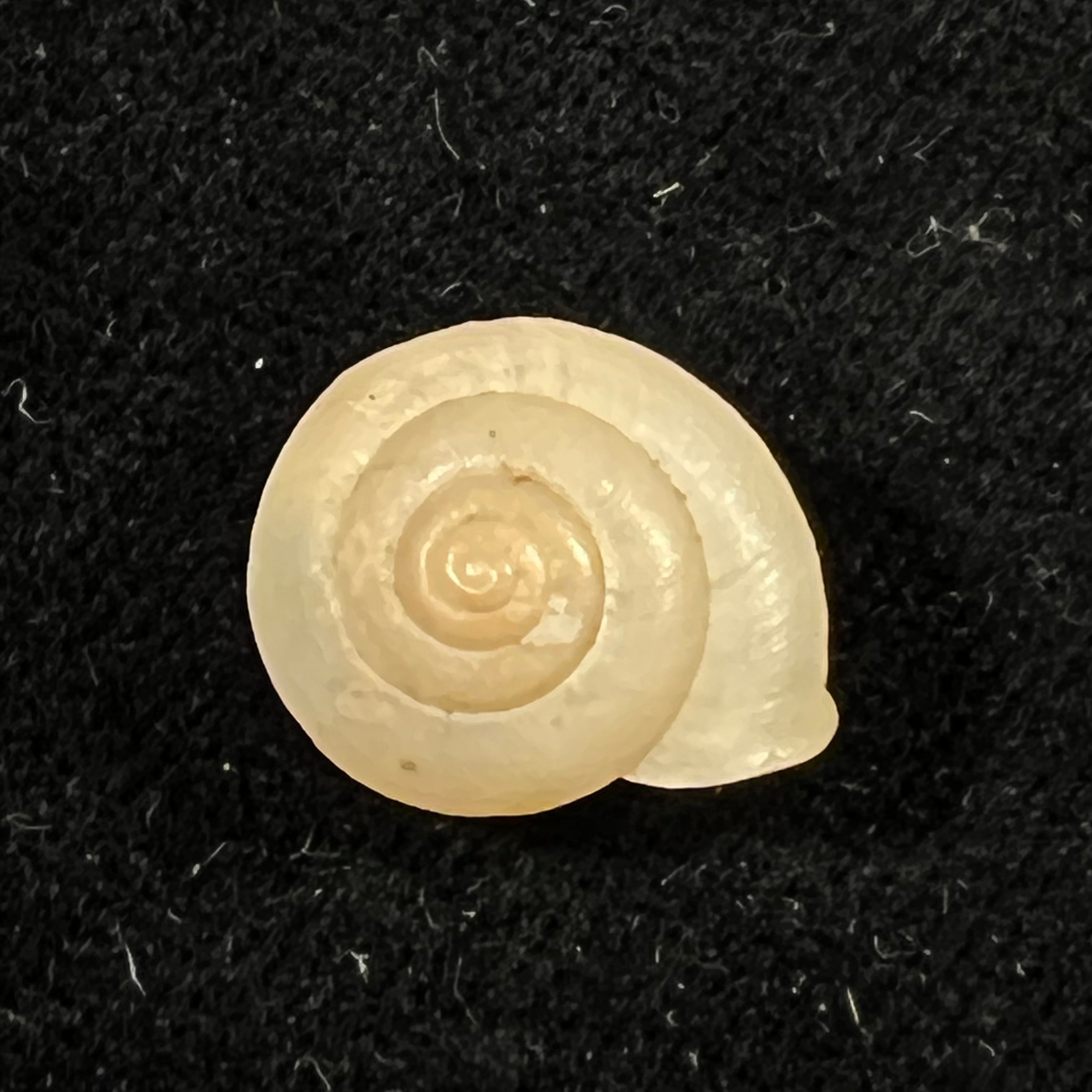 Bradybaena similaris (A. Férussac, 1822) - 14,8mm