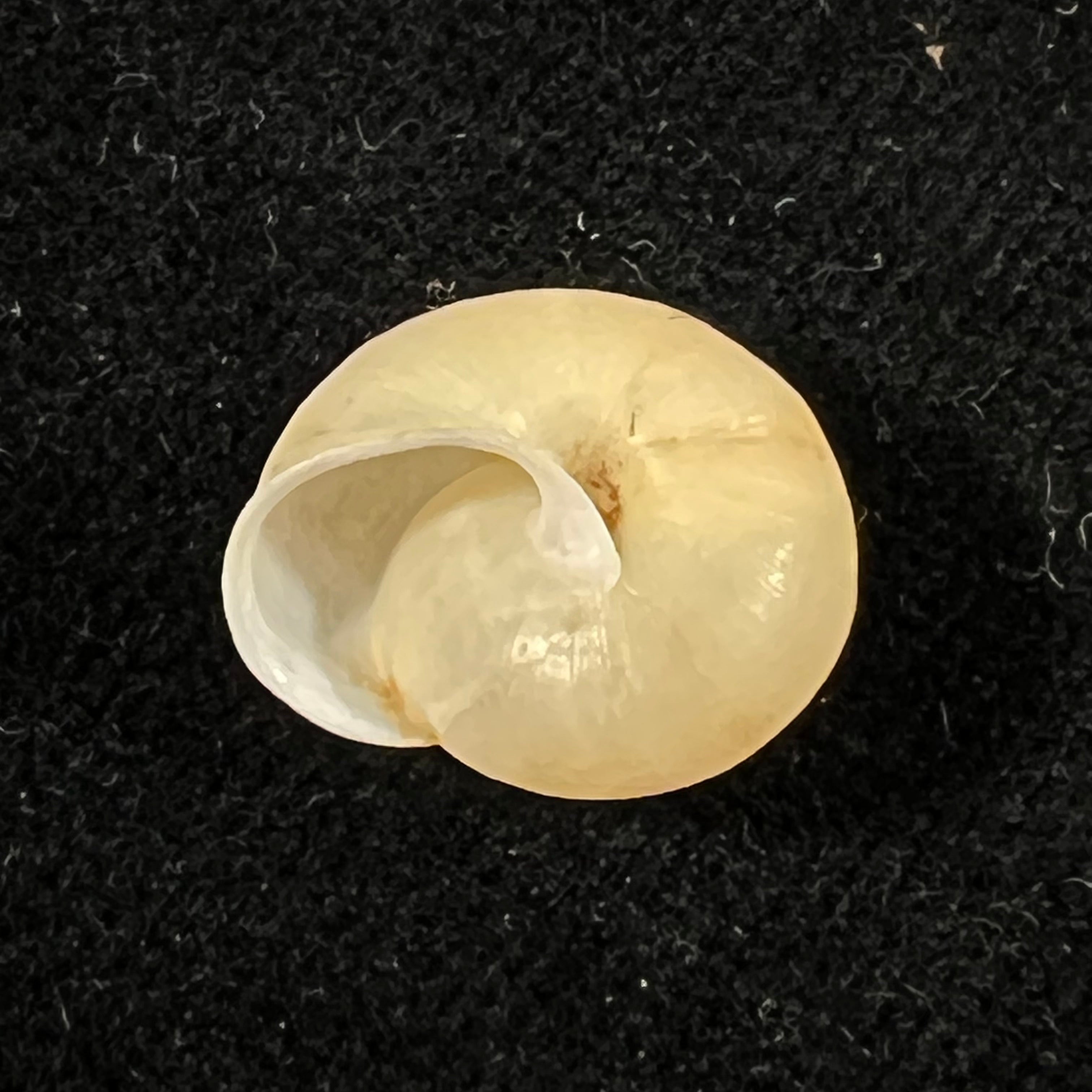 Bradybaena similaris (A. Férussac, 1822) - 14,8mm