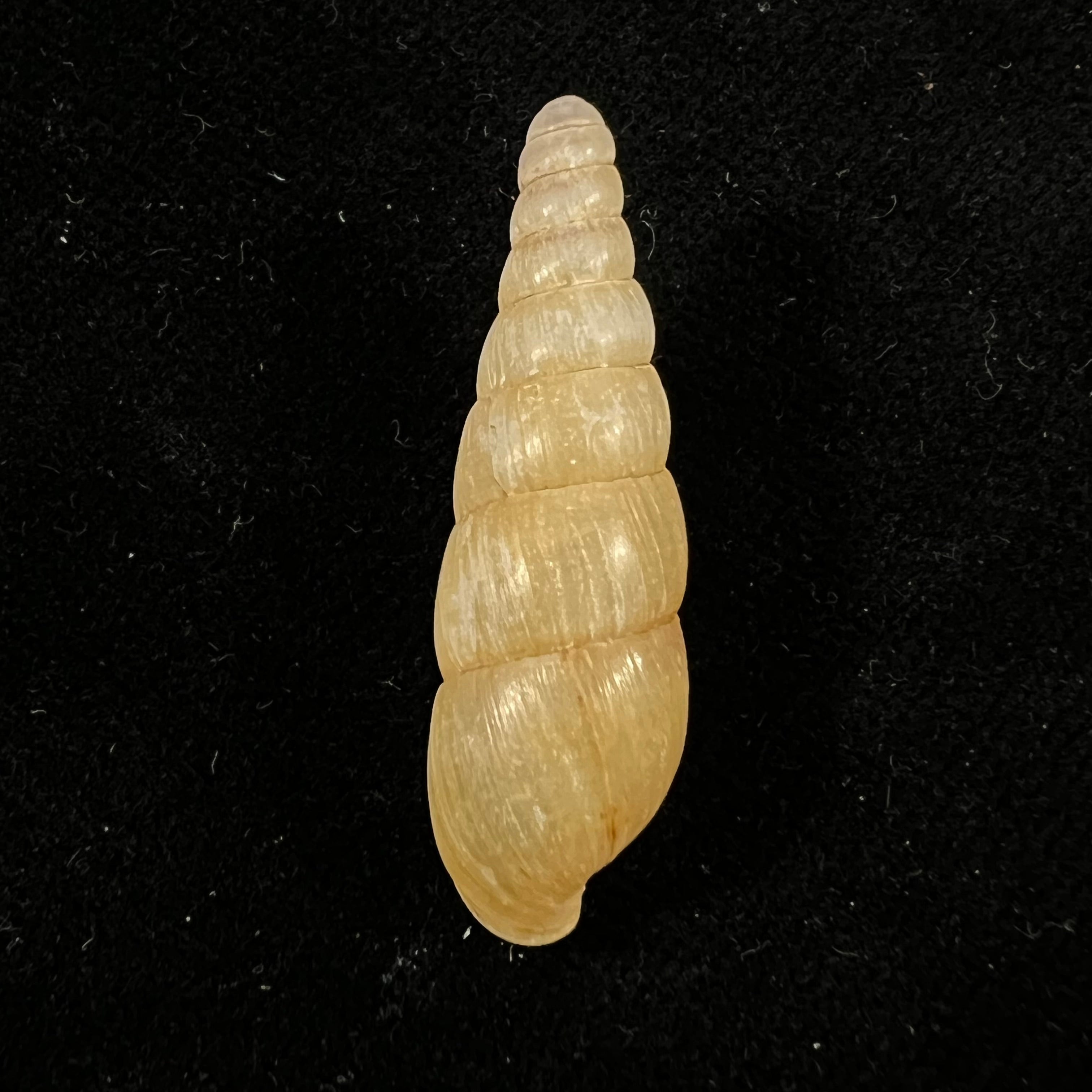 Tortaxis matudai Kuroda, 1941 - 33,8mm