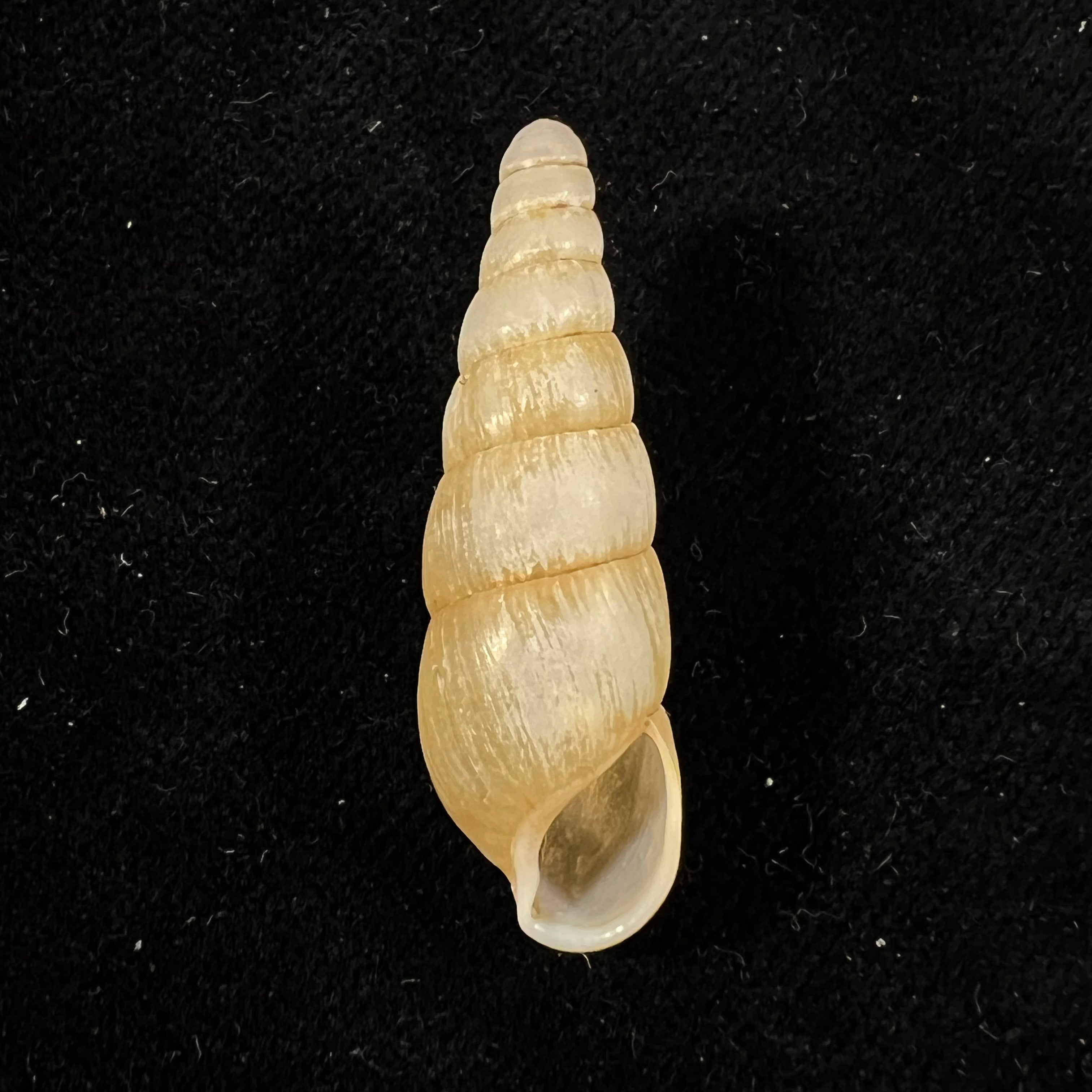 Tortaxis matudai Kuroda, 1941 - 33,8mm