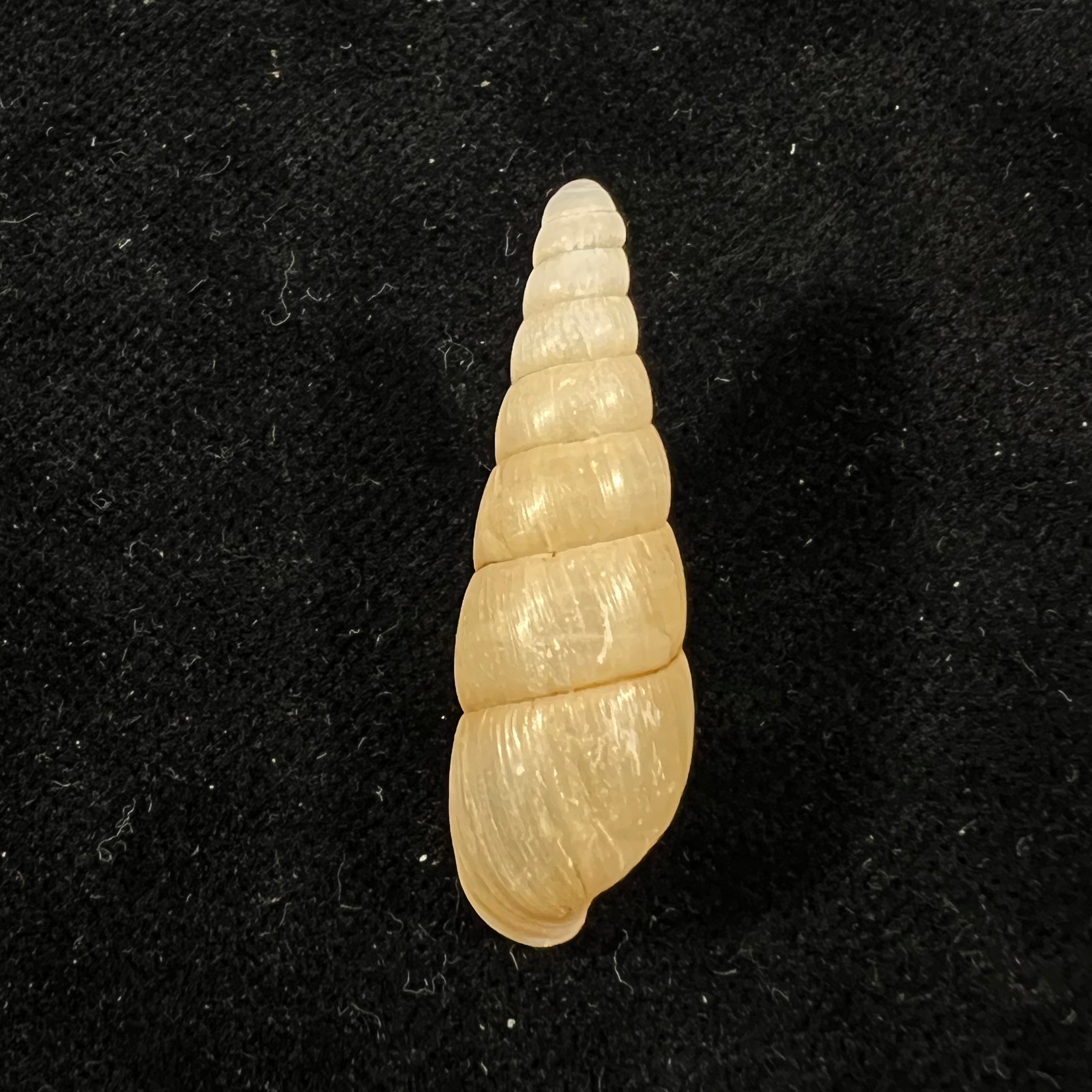 Tortaxis matudai Kuroda, 1941 - 33,6mm