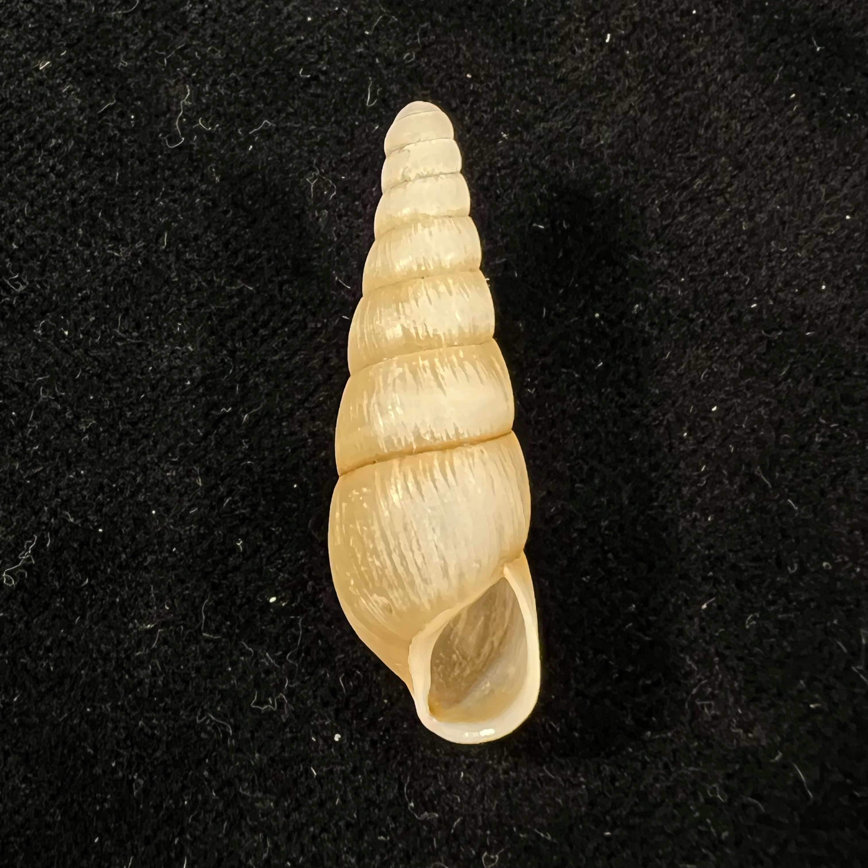 Tortaxis matudai Kuroda, 1941 - 33,6mm