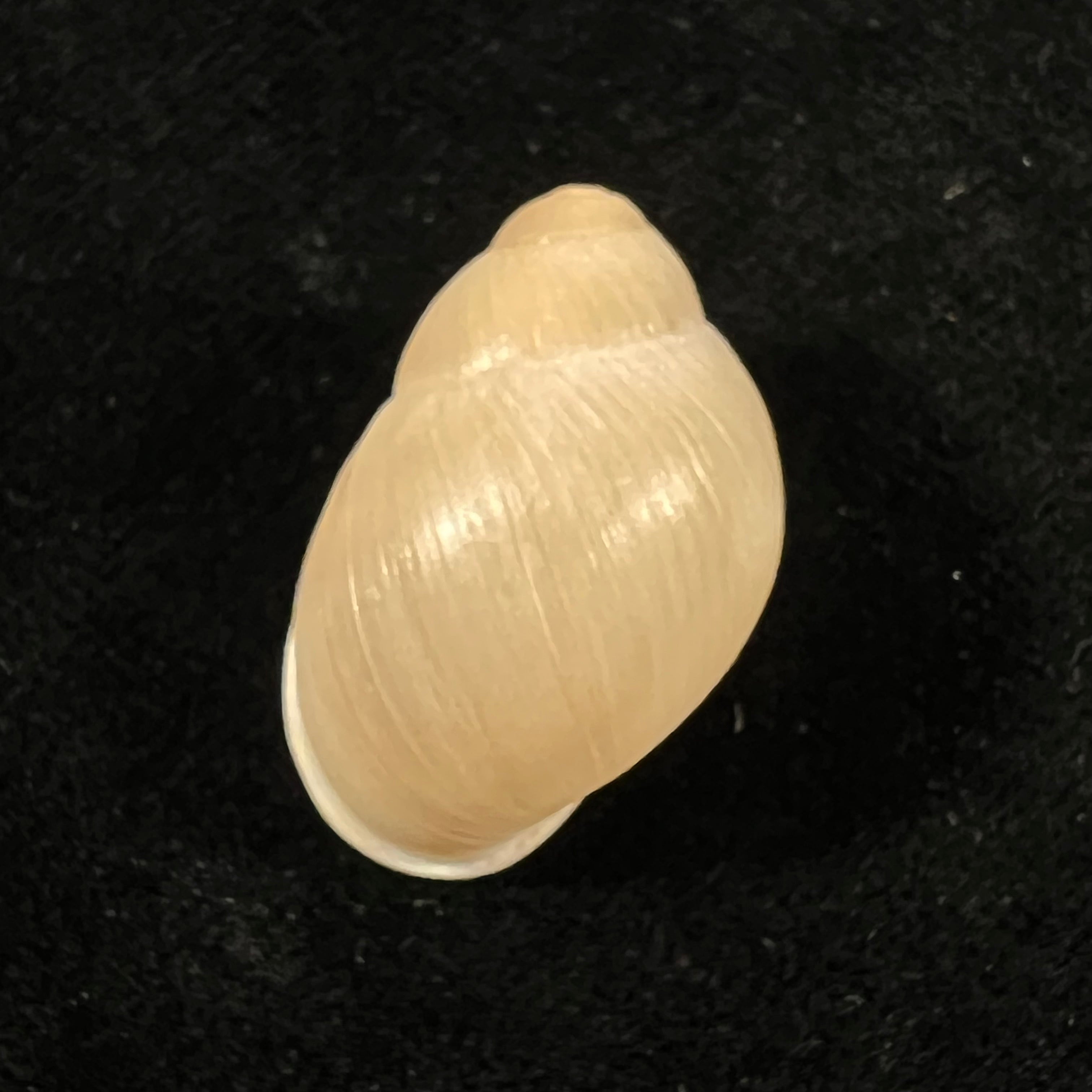 Austroborus dorbignyi (Doring, 1876) - 27,9mm