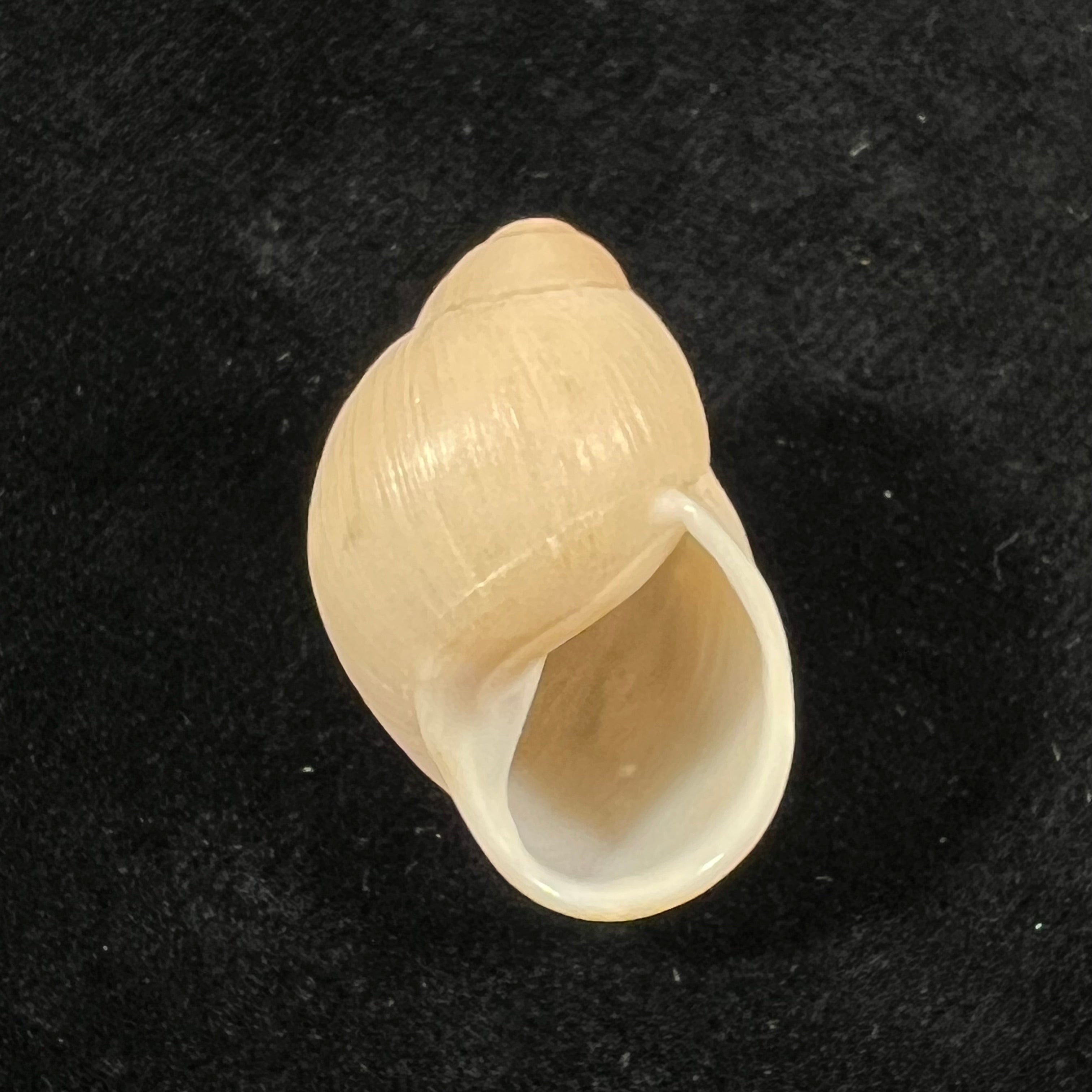 Austroborus dorbignyi (Doring, 1876) - 27,9mm