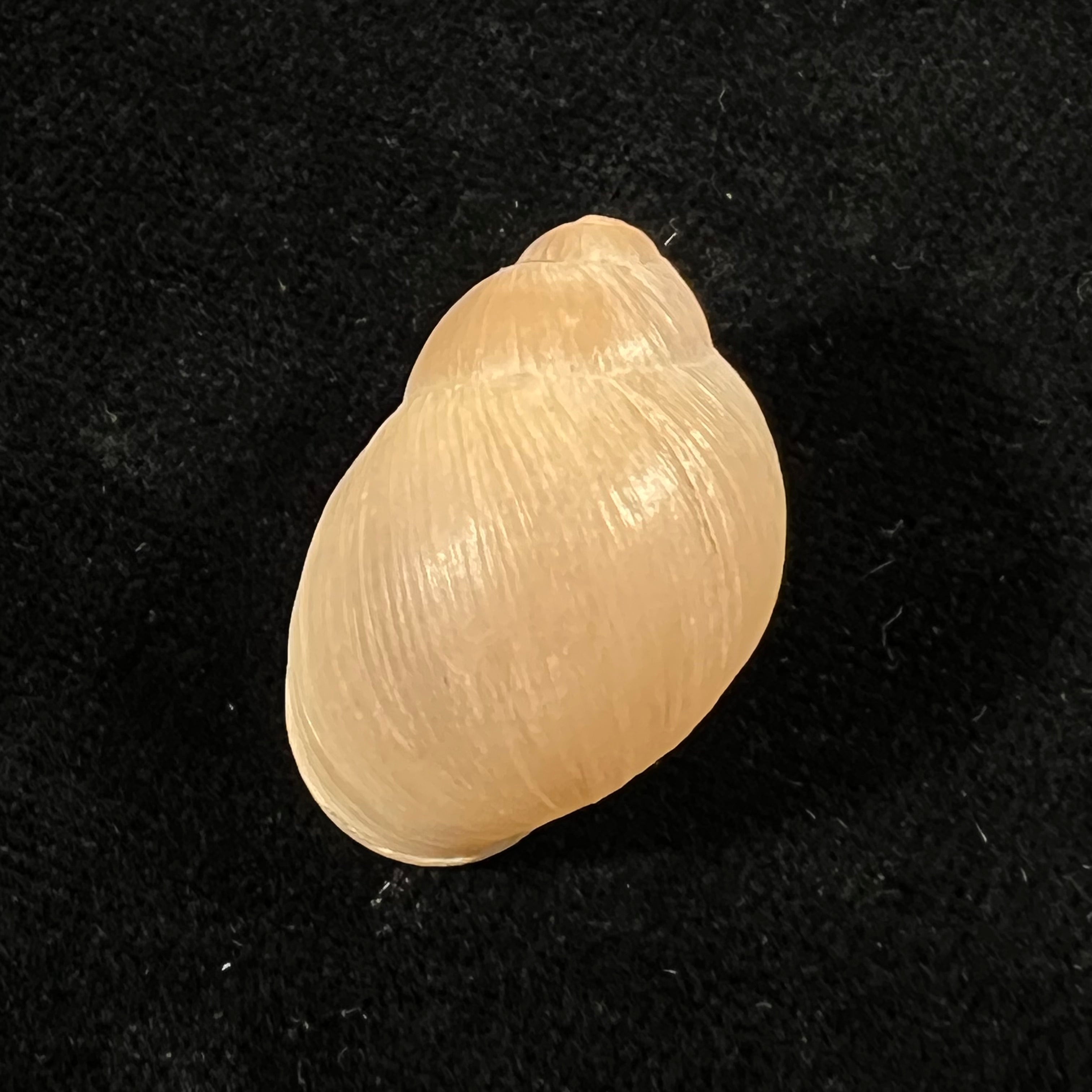 Austroborus dorbignyi (Doring, 1876) - 28,9mm