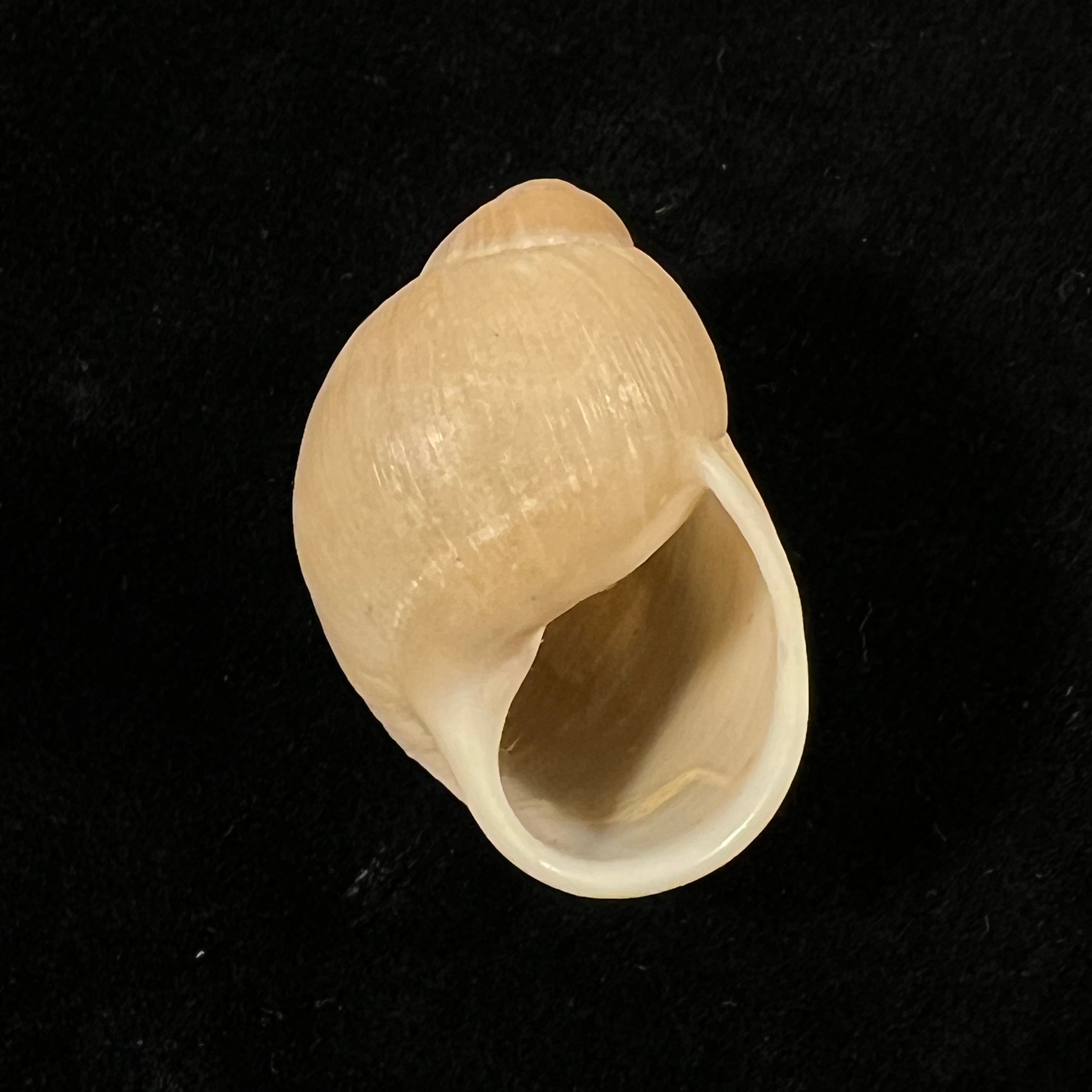 Austroborus dorbignyi (Doring, 1876) - 28,9mm