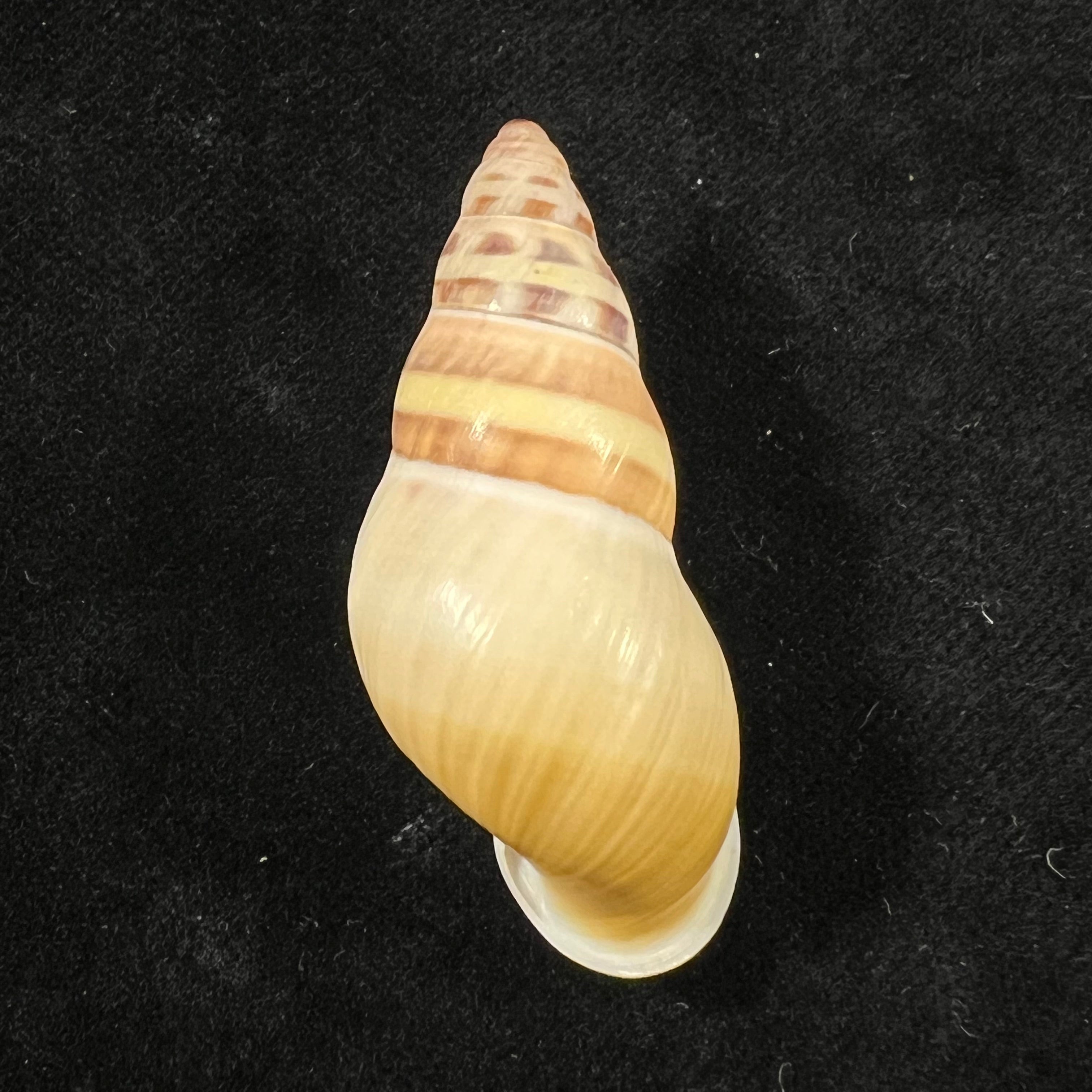 Amphidromus contrarius hanieli Rensch, 1931 - 42,5mm