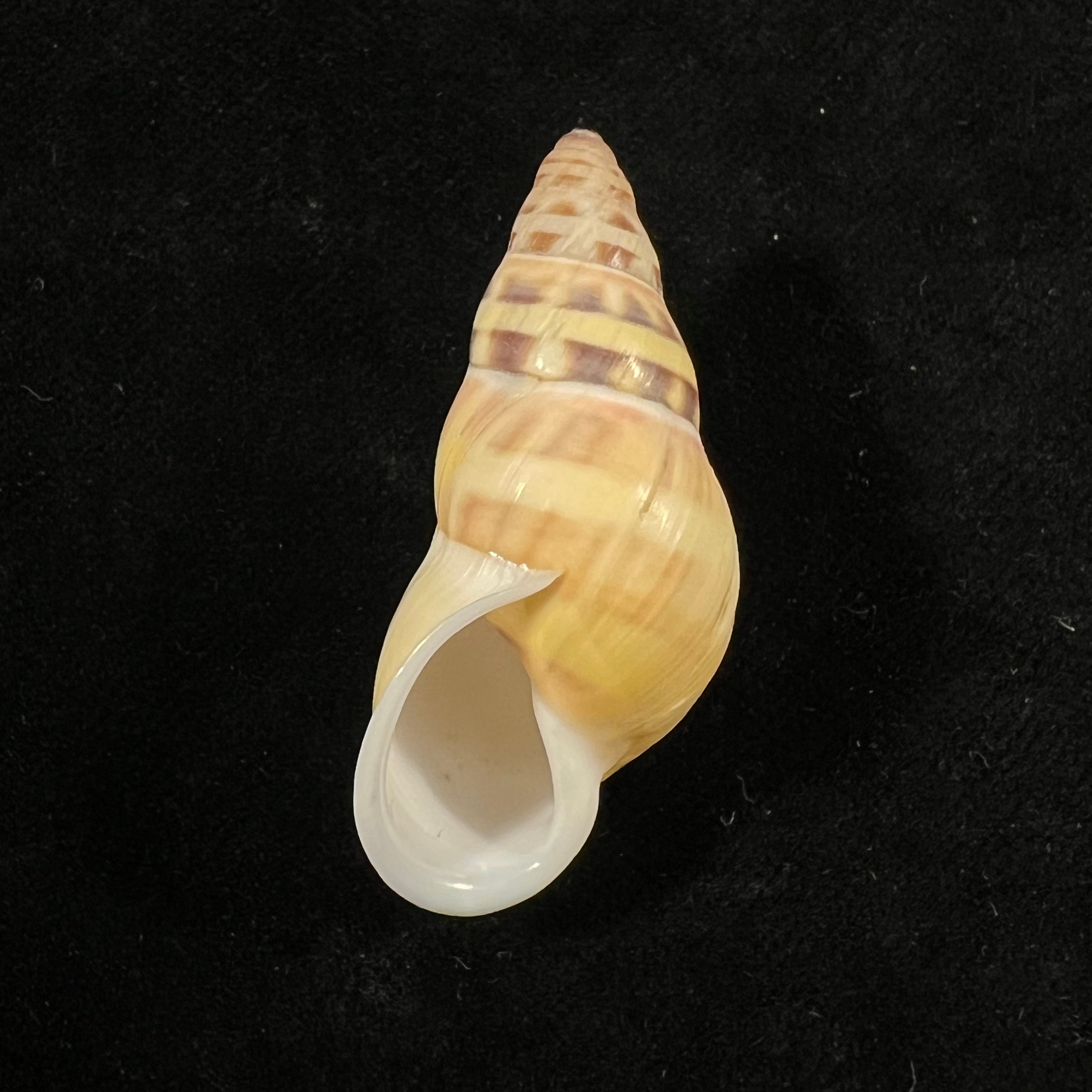 Amphidromus contrarius hanieli Rensch, 1931 - 42,5mm