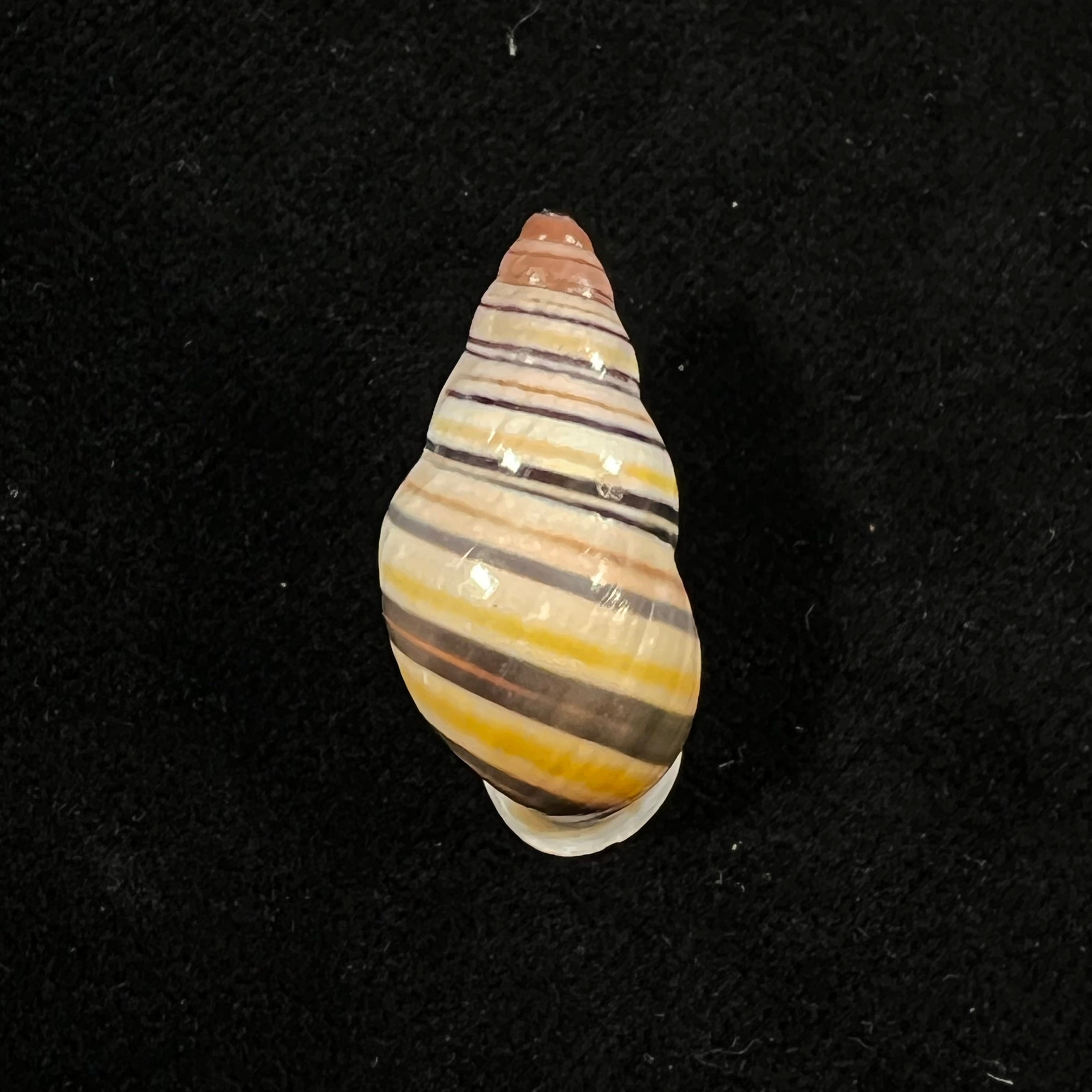 Amphidromus calvinabbasi Thach, 2017 - 28,7mm