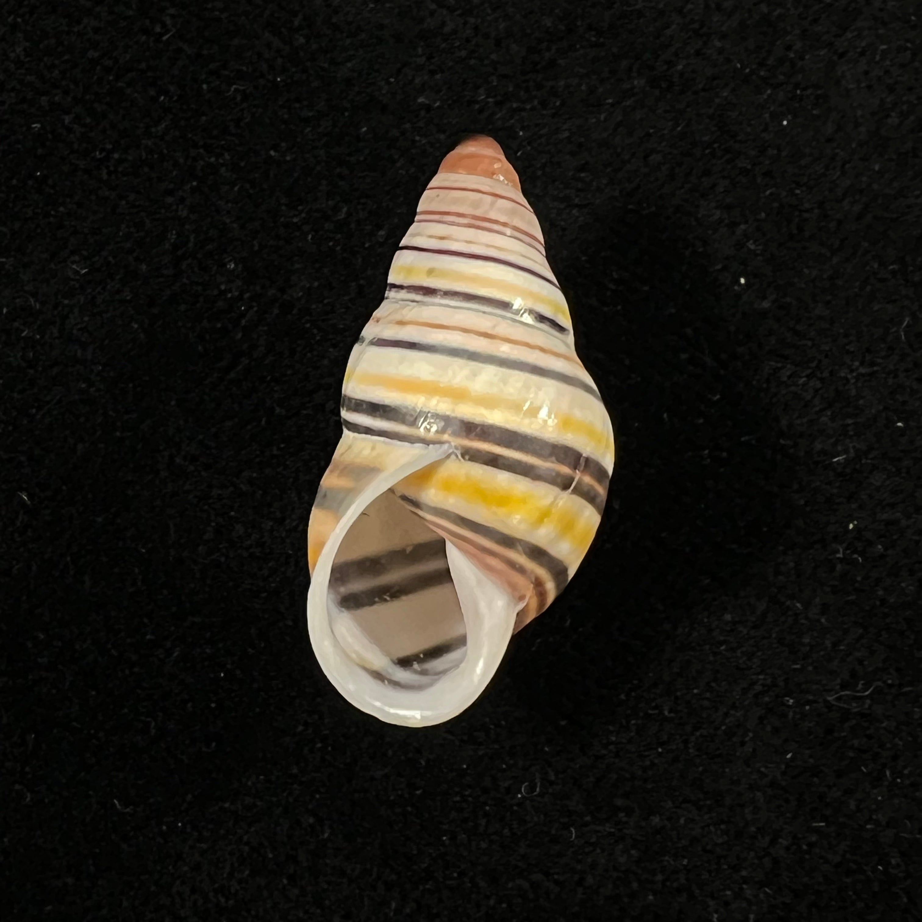 Amphidromus calvinabbasi Thach, 2017 - 28,7mm