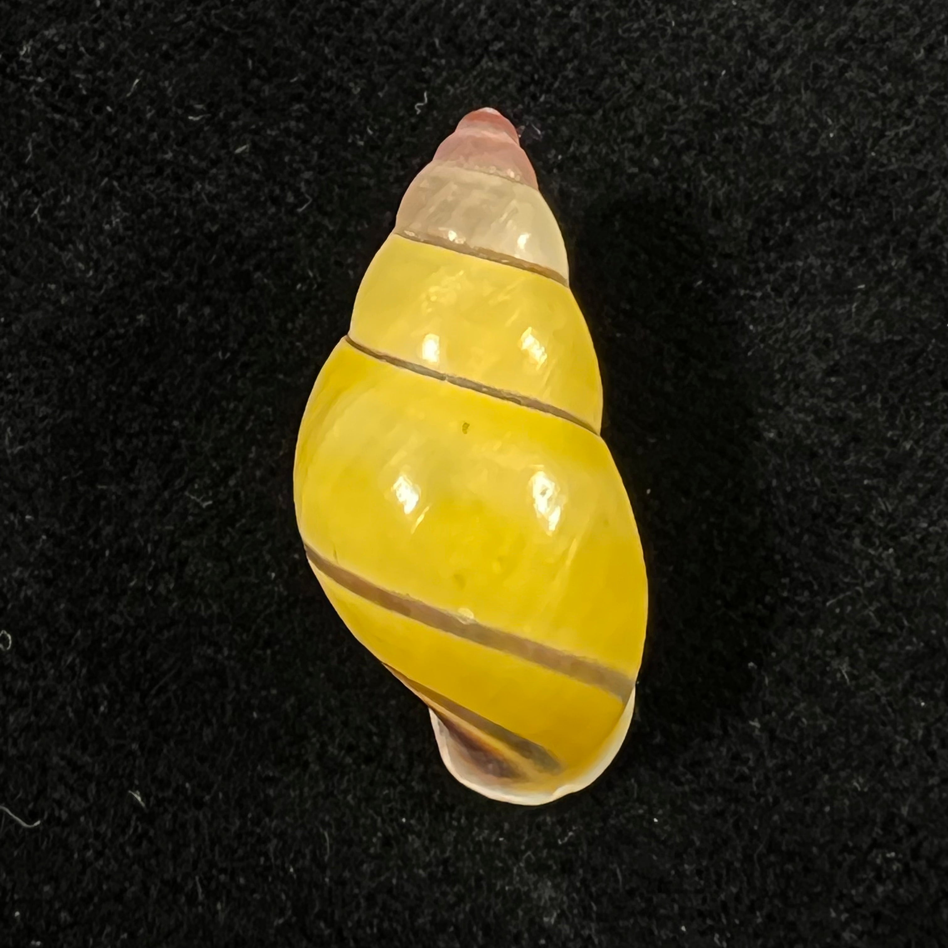 Amphidromus poecilochorous candidus M. Djajasasmita, 1963 - 28,4mm