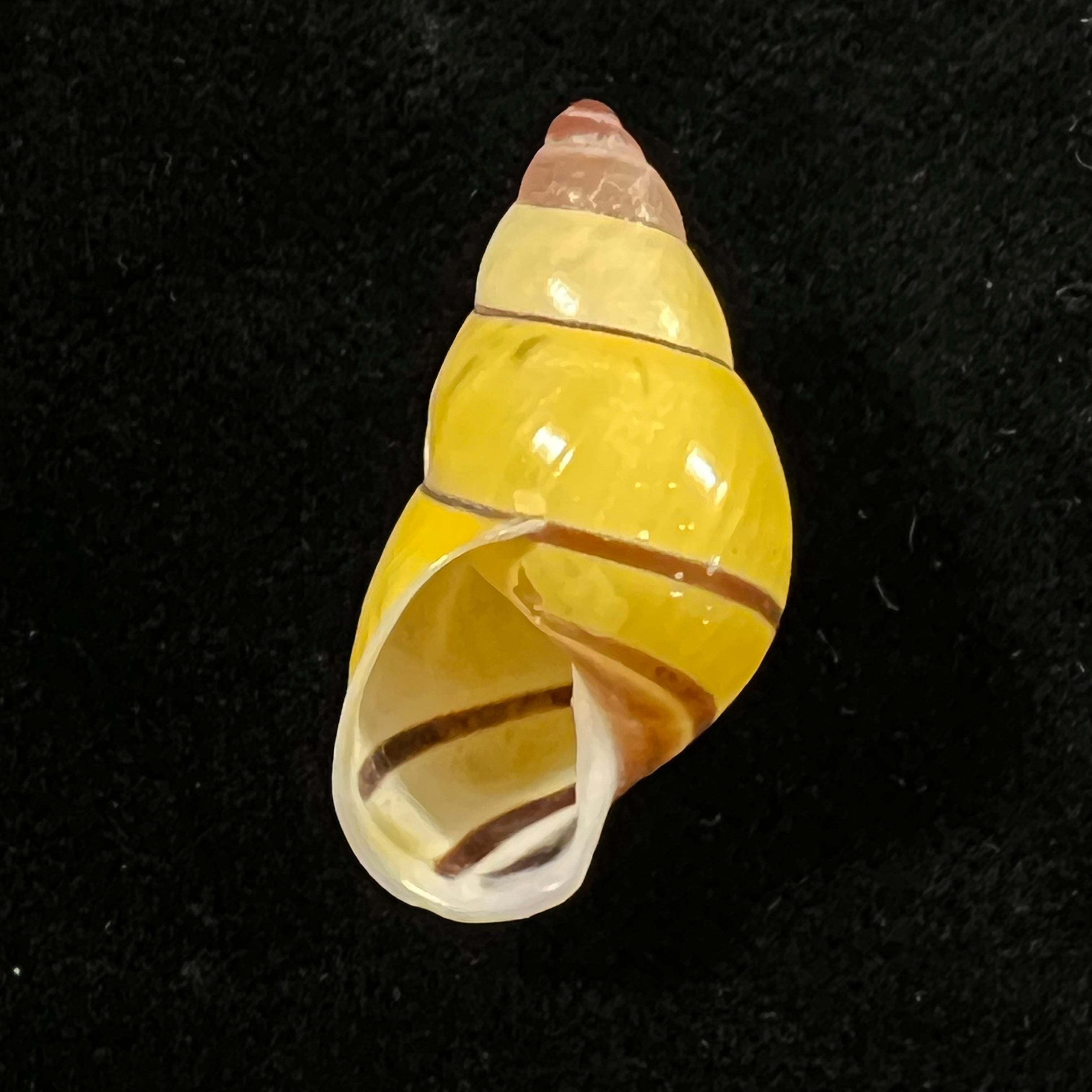 Amphidromus poecilochorous candidus M. Djajasasmita, 1963 - 28,4mm