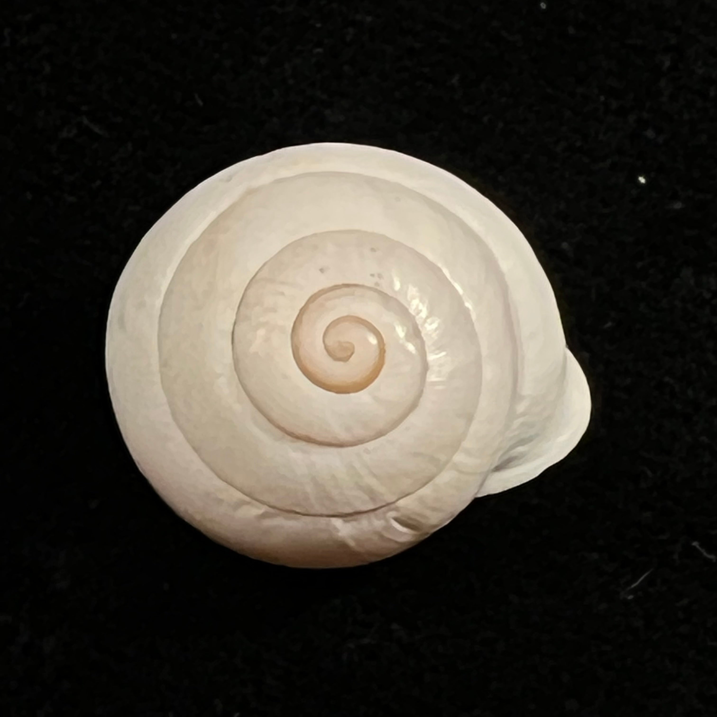 Alabastrina soluta plumbea (Pallary, 1920) - 18,2mm