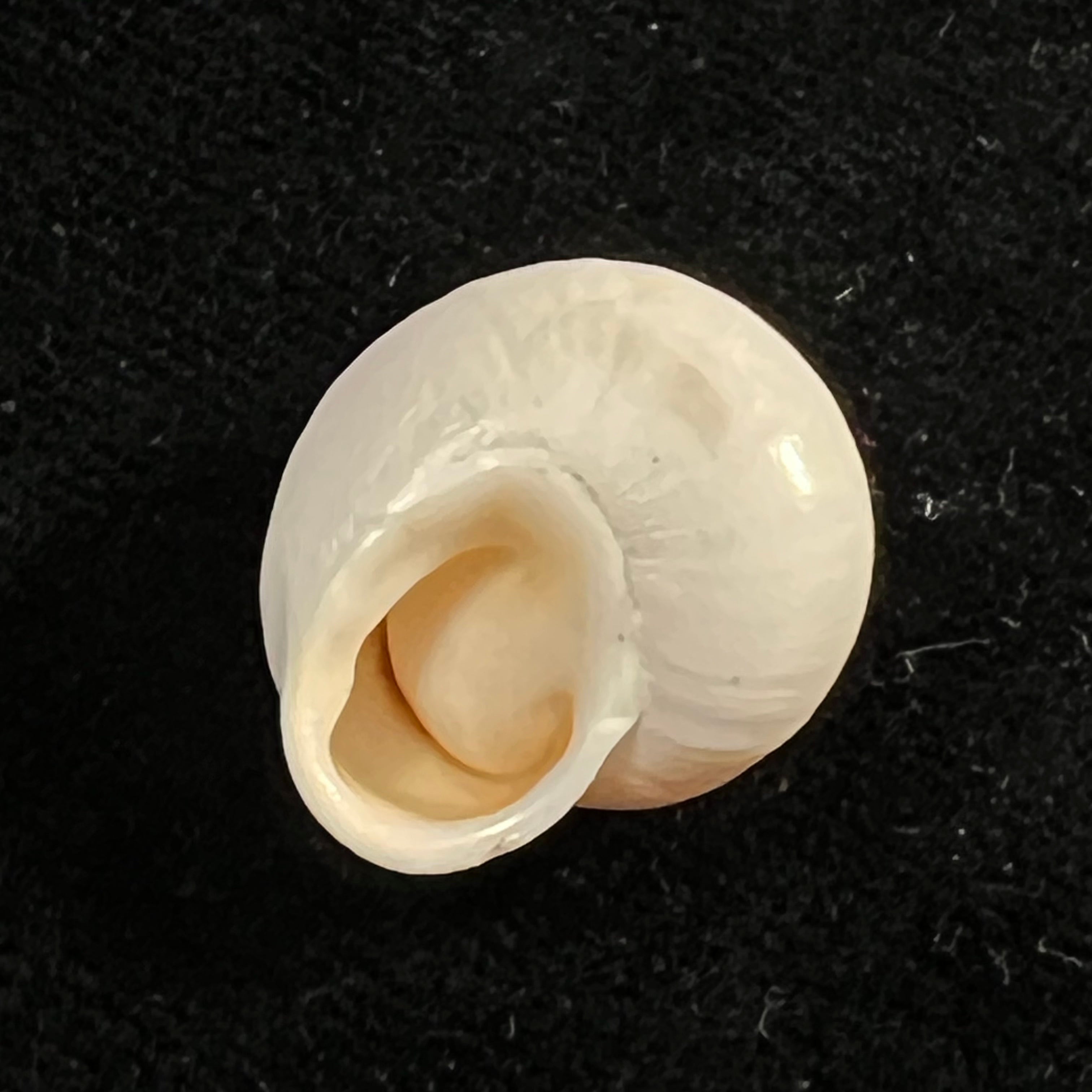 Alabastrina soluta plumbea (Pallary, 1920) - 18,2mm