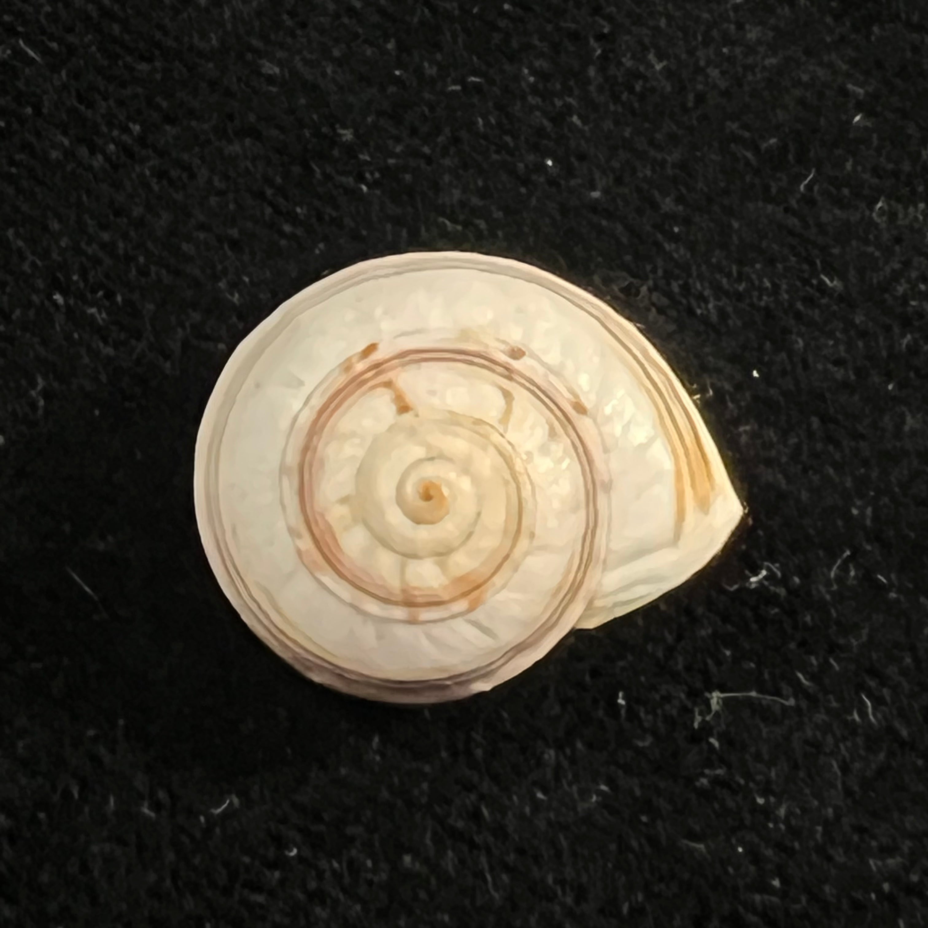 Theba subdentata (A. Férussac, 1821) - 19,4mm