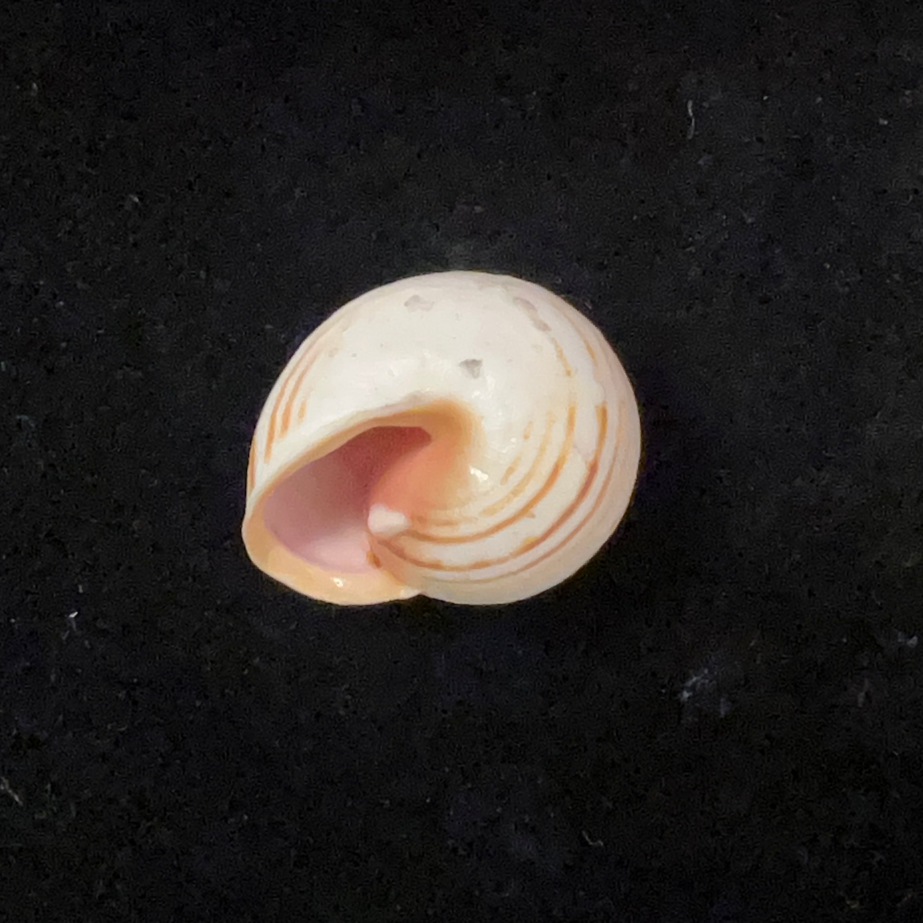 Theba subdentata (A. Férussac, 1821) - 19,4mm