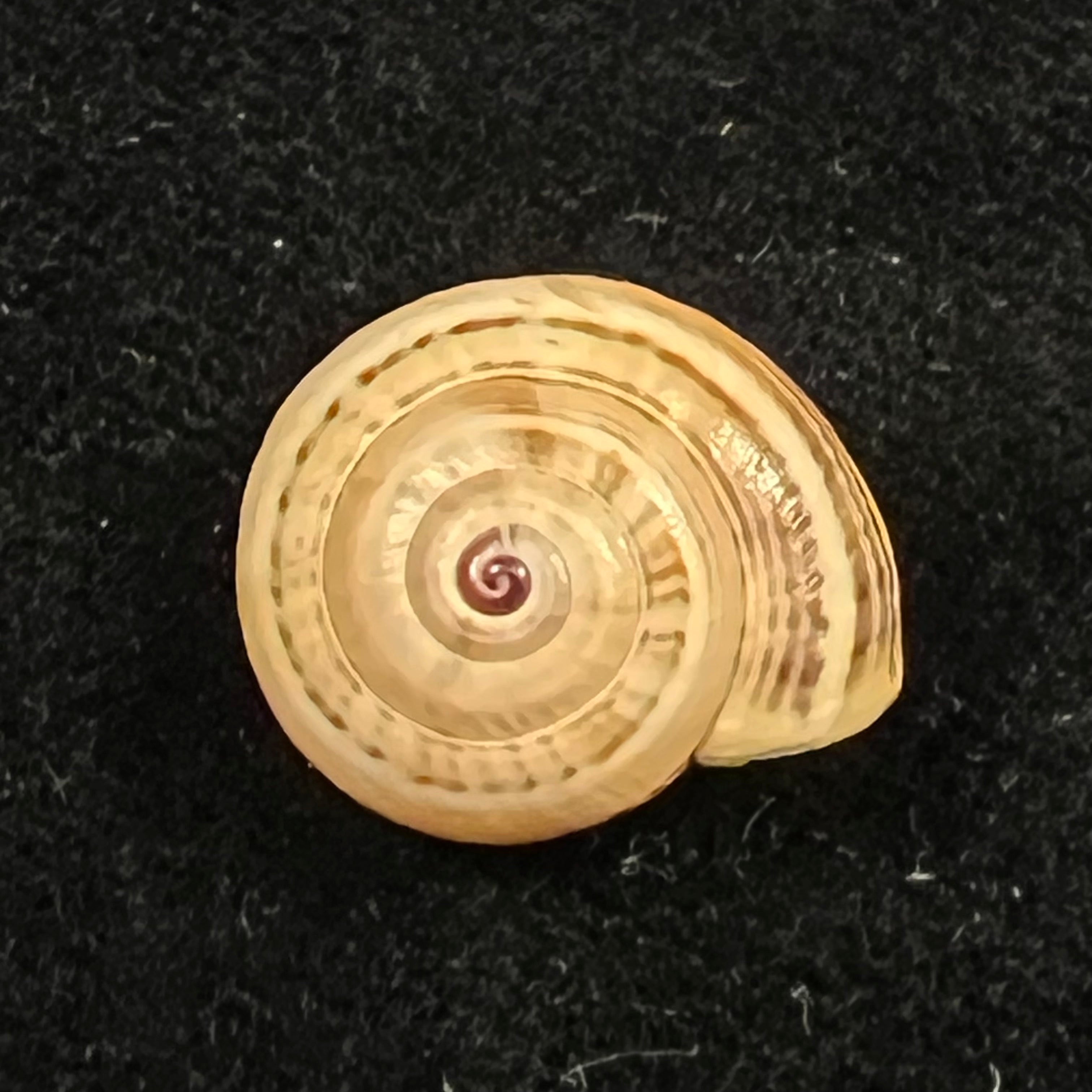 Theba pisana (O F Müller, 1774) - 16,3mm