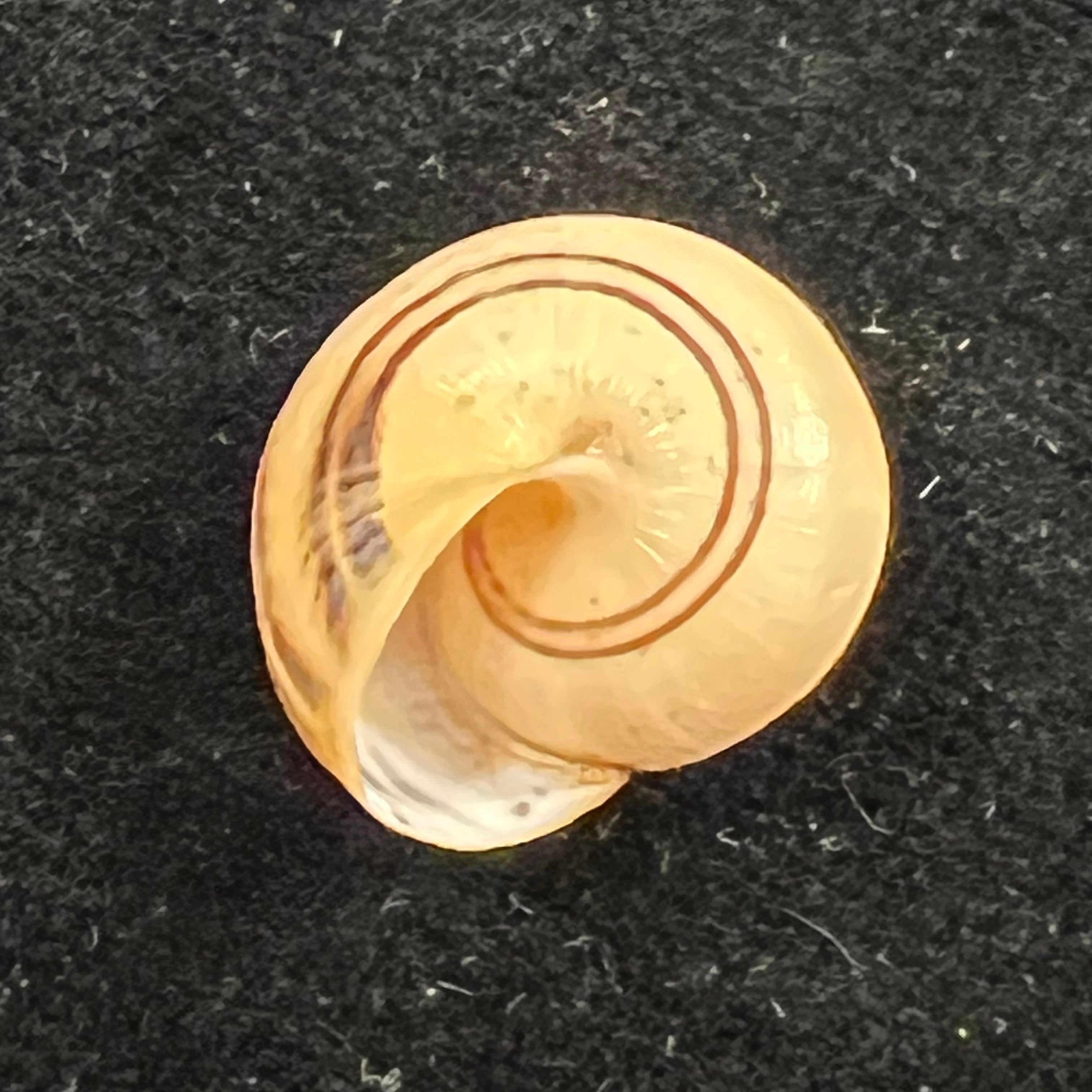 Theba pisana (O F Müller, 1774) - 16,3mm